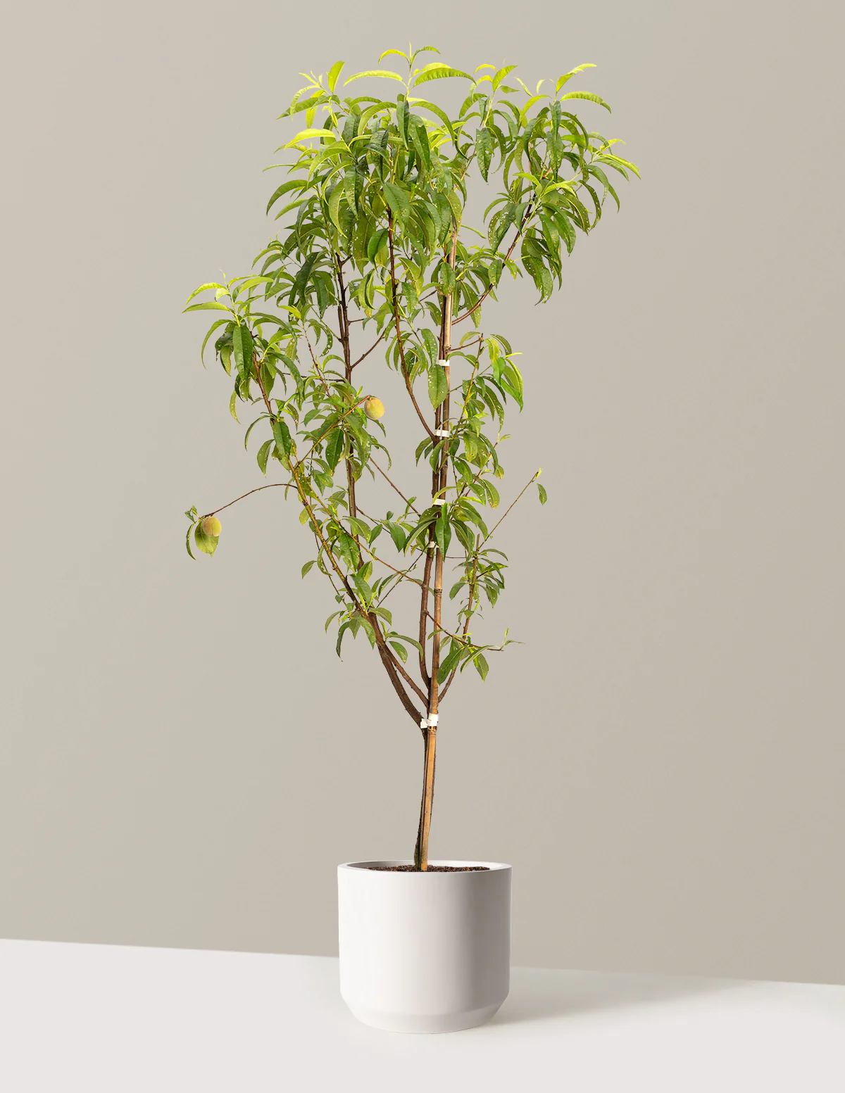 4-in-1 Peach Tree