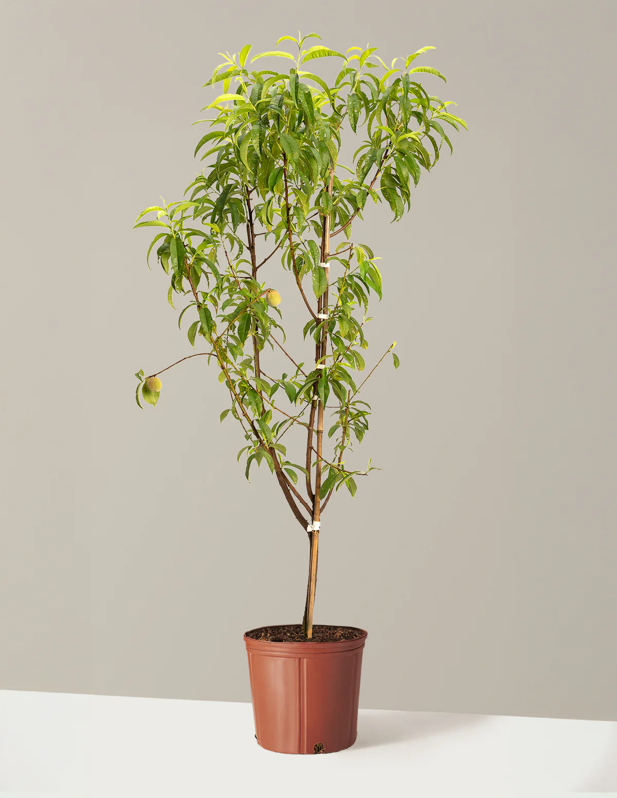 4-in-1 Peach Tree - Image 2