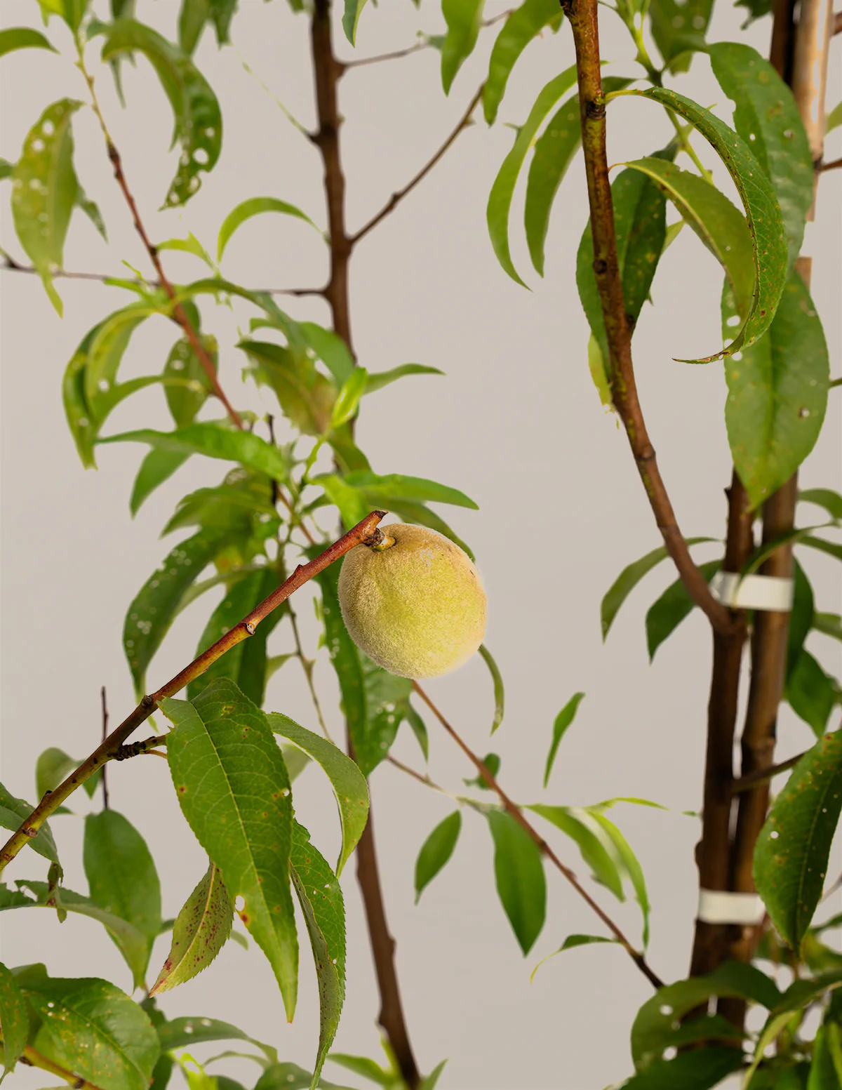 4-in-1 Peach Tree - Image 3