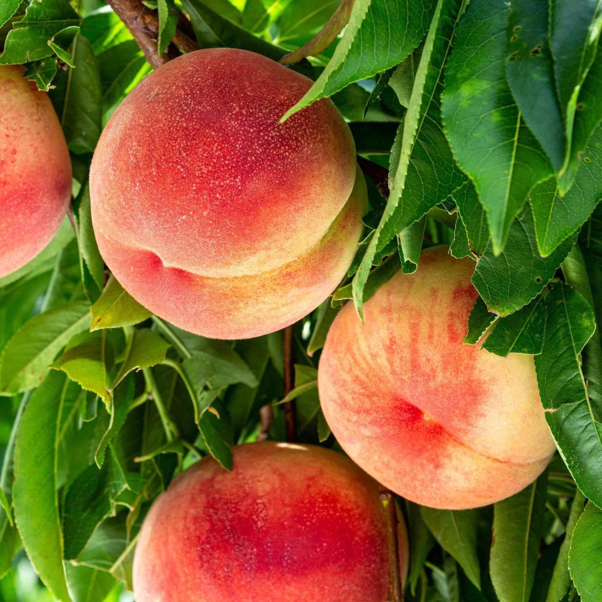 4-in-1 Peach Tree - Image 4
