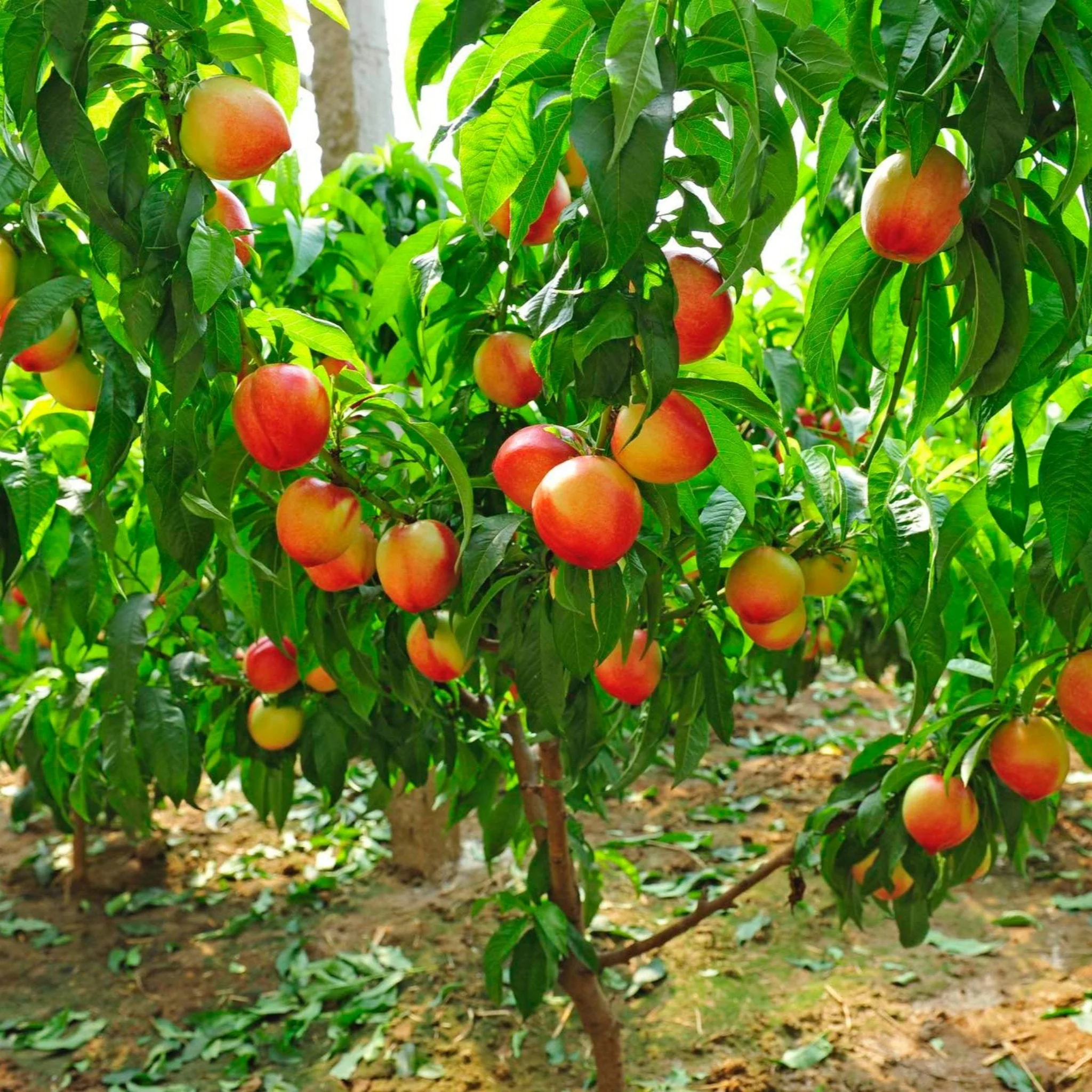4-in-1 Peach Tree - Image 5