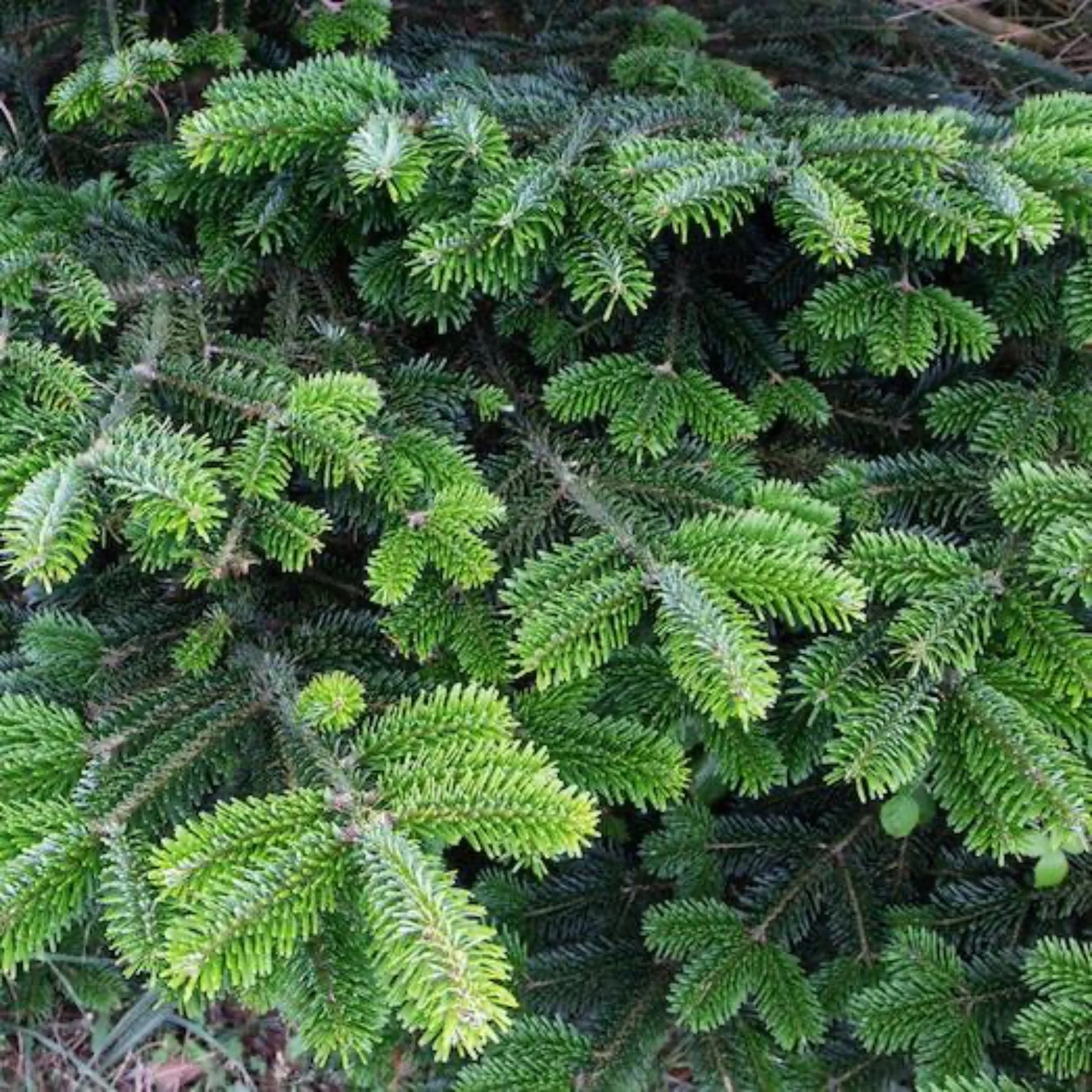 6 Ft. Fraser Fir Tree (Live Cut) - Image 2