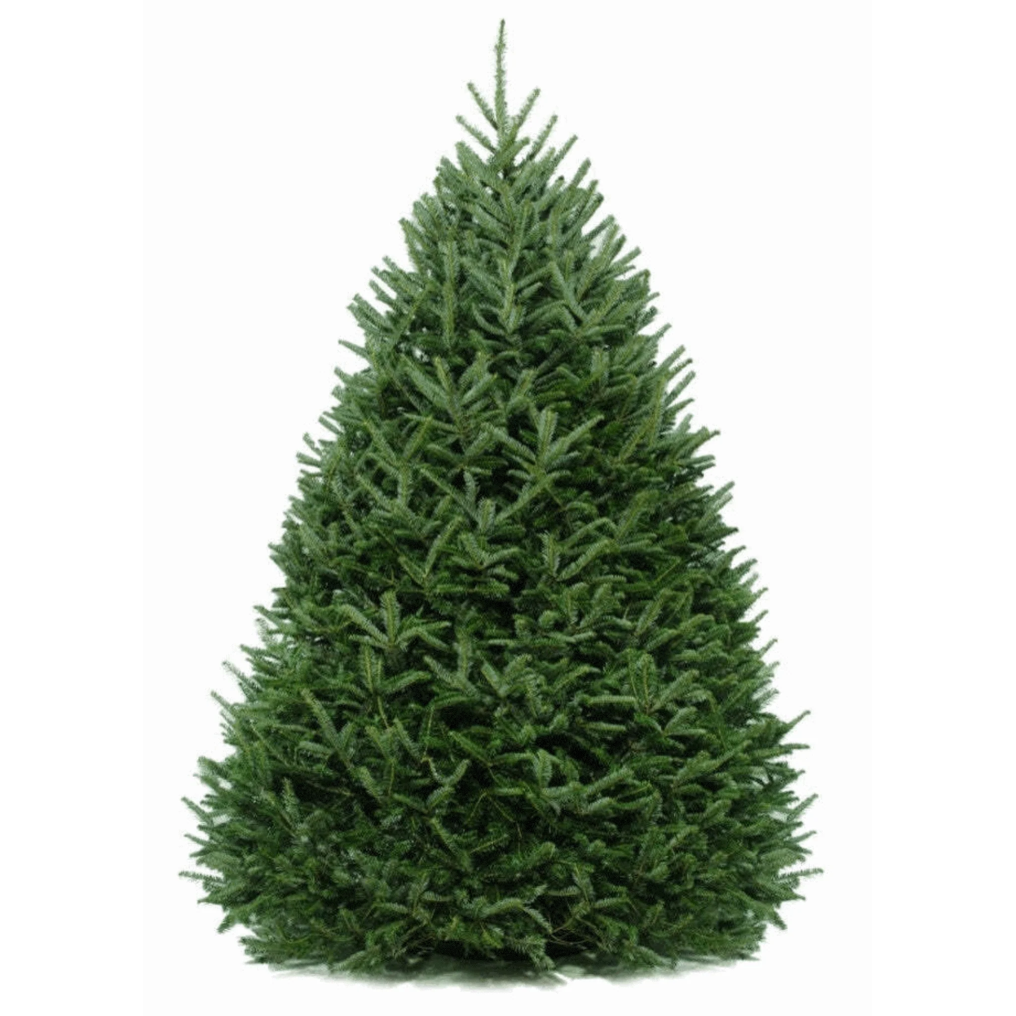 6 Ft. Fraser Fir Tree (Live Cut) - Image 3