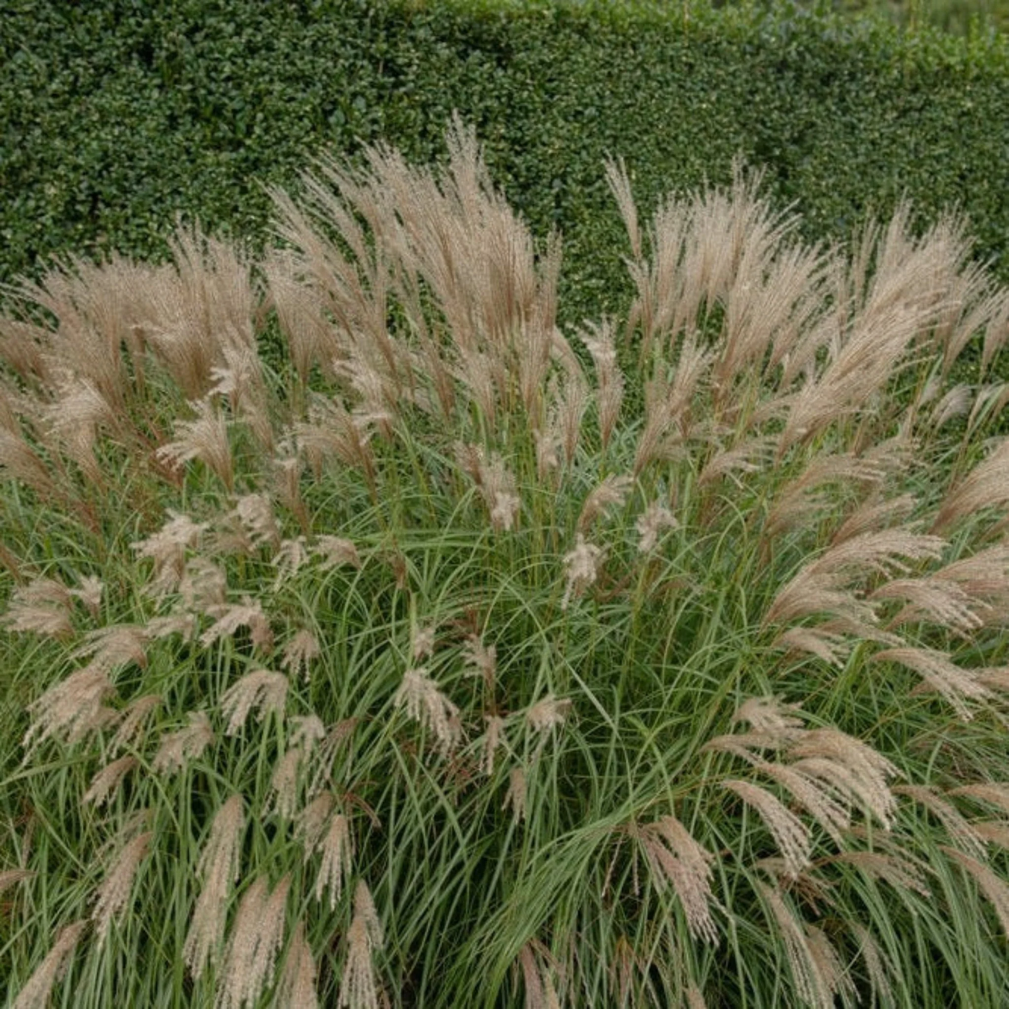 Adagio Maiden Grass - Image 2