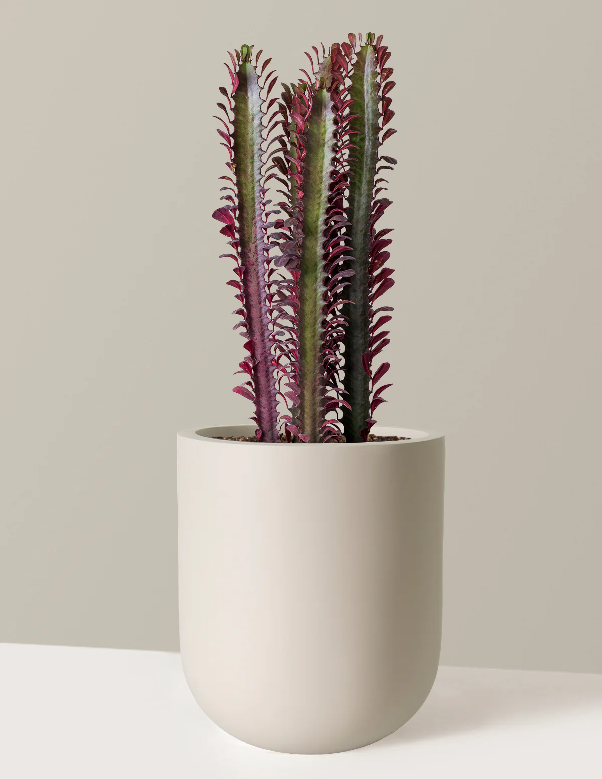 African Milk Tree - Image 10