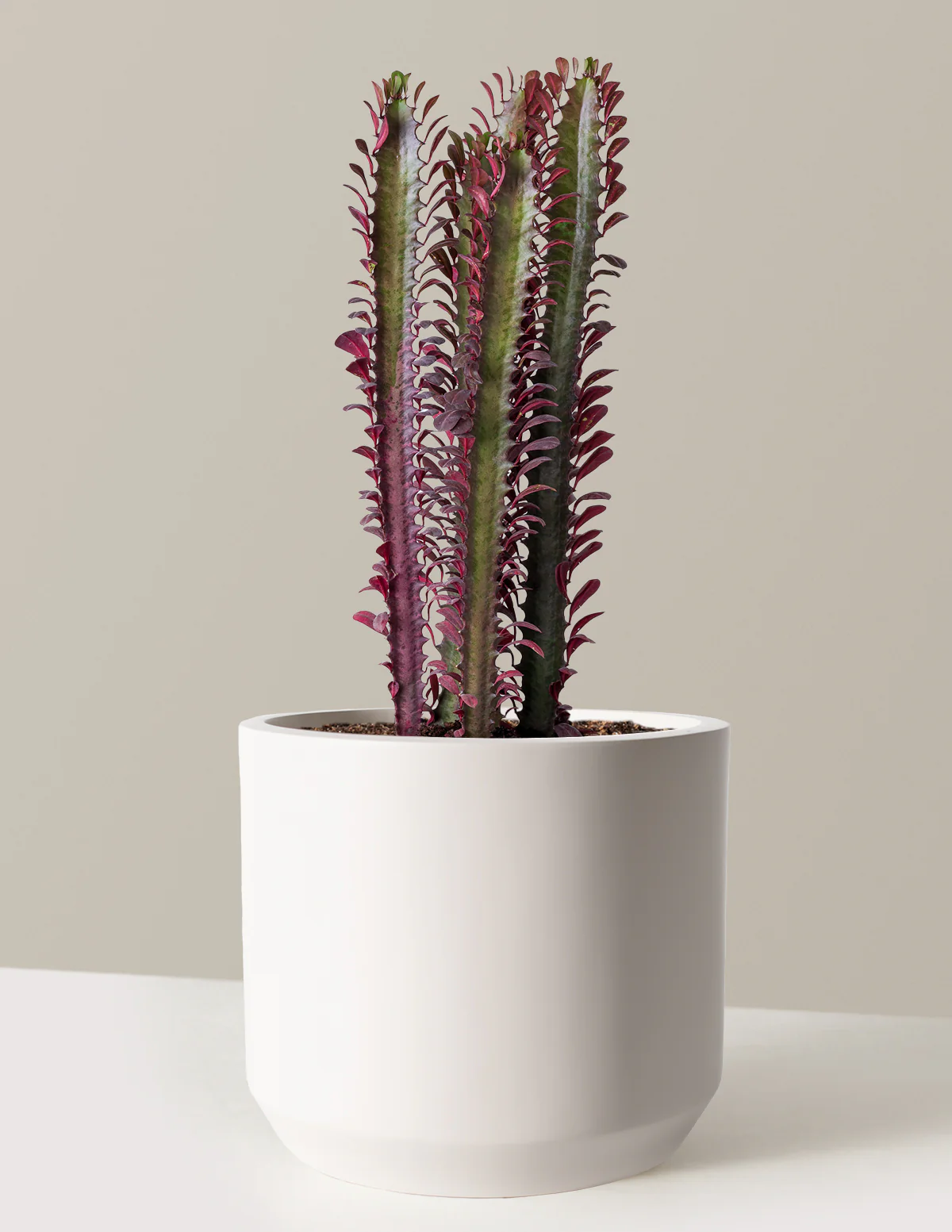 African Milk Tree - Image 15
