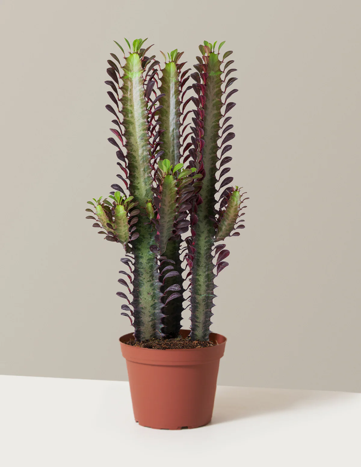 African Milk Tree - Image 19