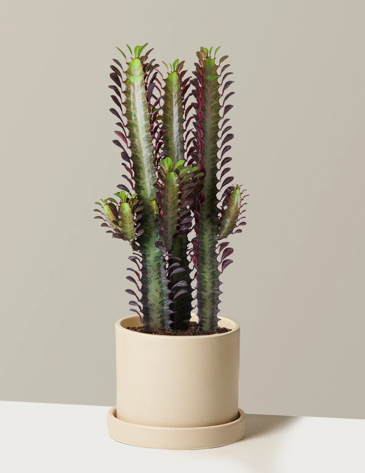 African Milk Tree - Image 20