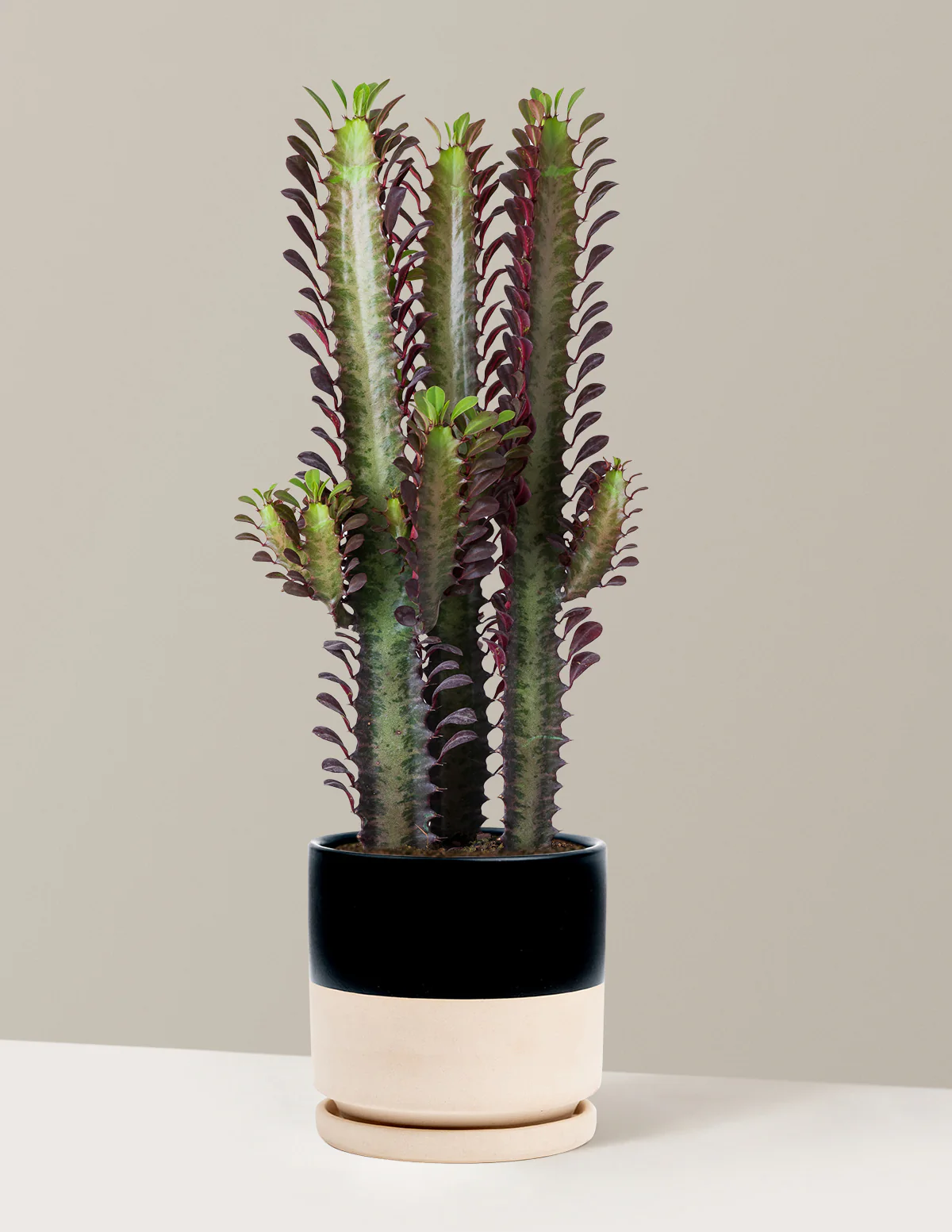 African Milk Tree - Image 21