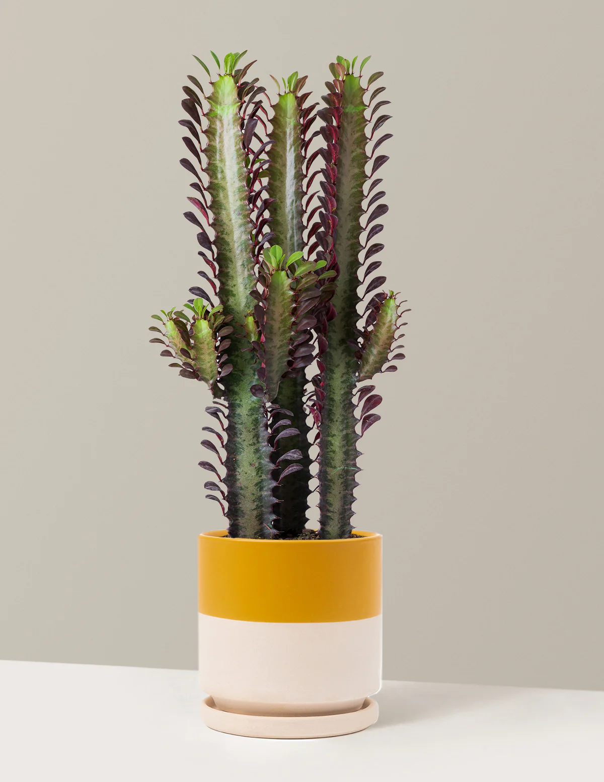 African Milk Tree - Image 22