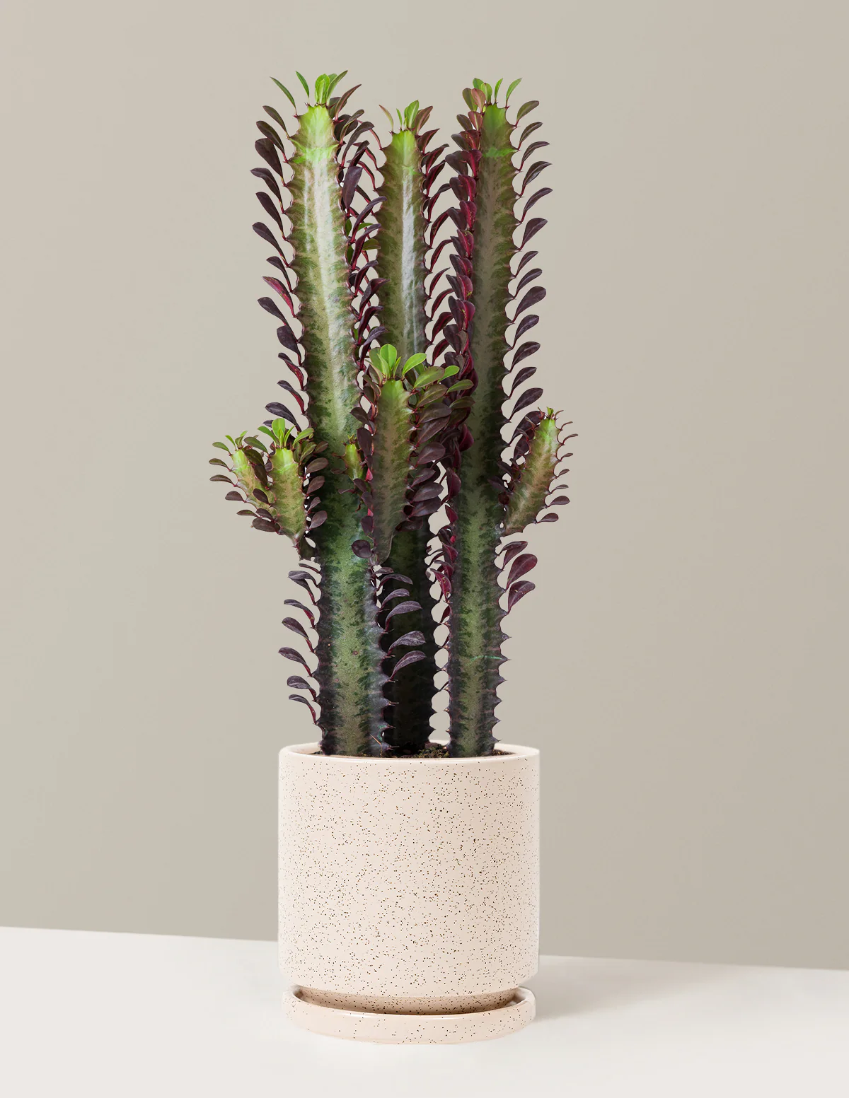 African Milk Tree - Image 25