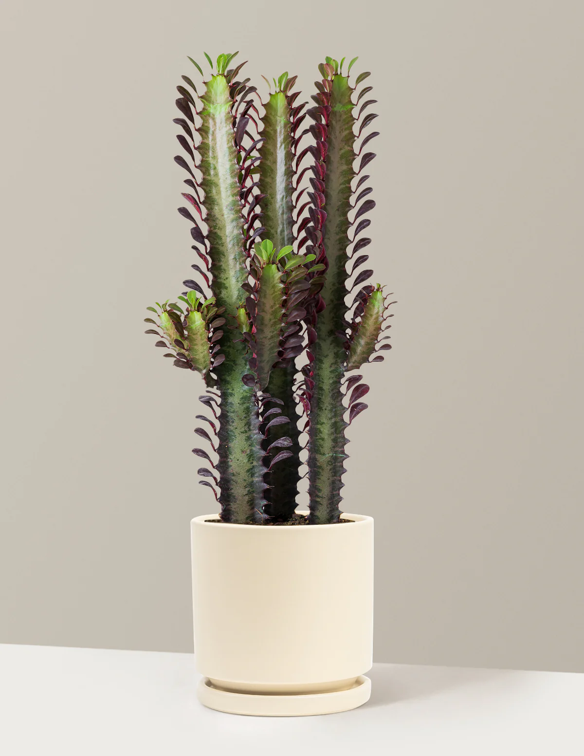 African Milk Tree - Image 26