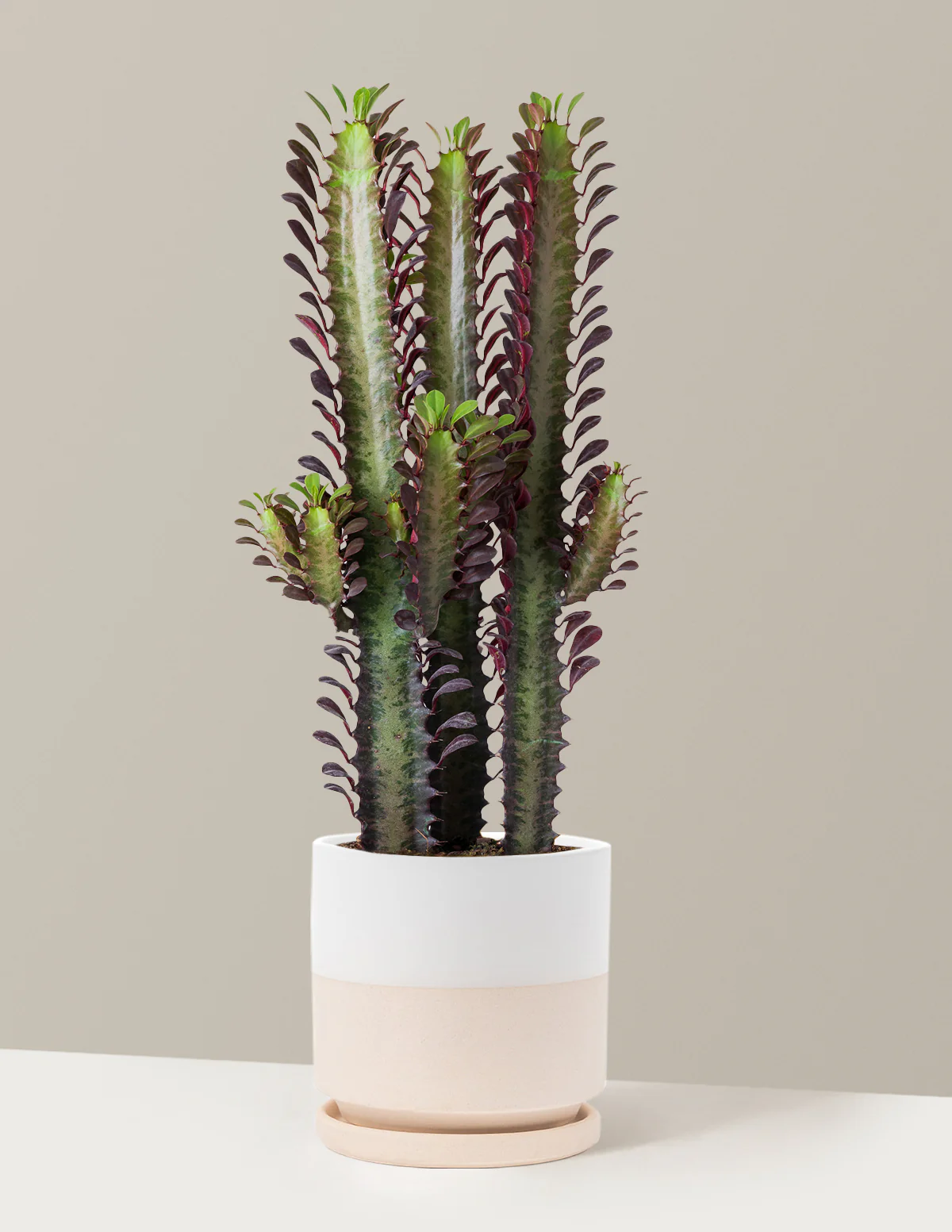 African Milk Tree - Image 32
