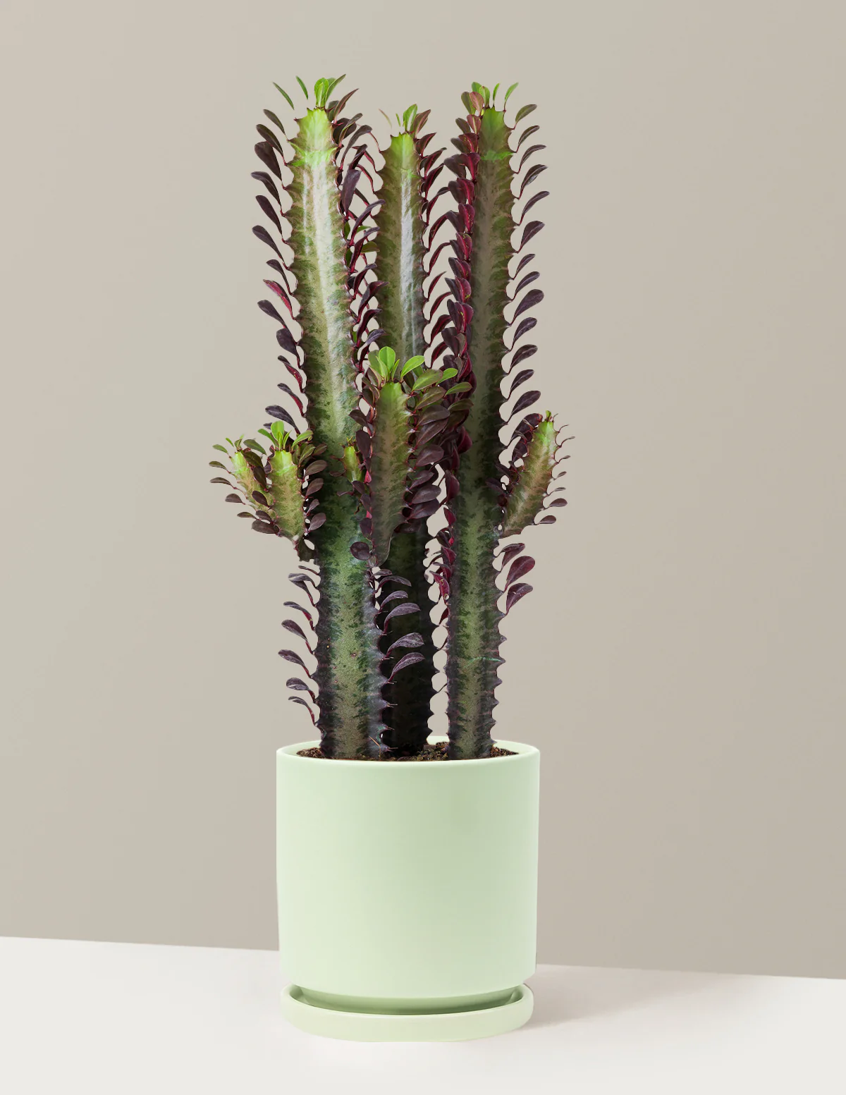 African Milk Tree - Image 35
