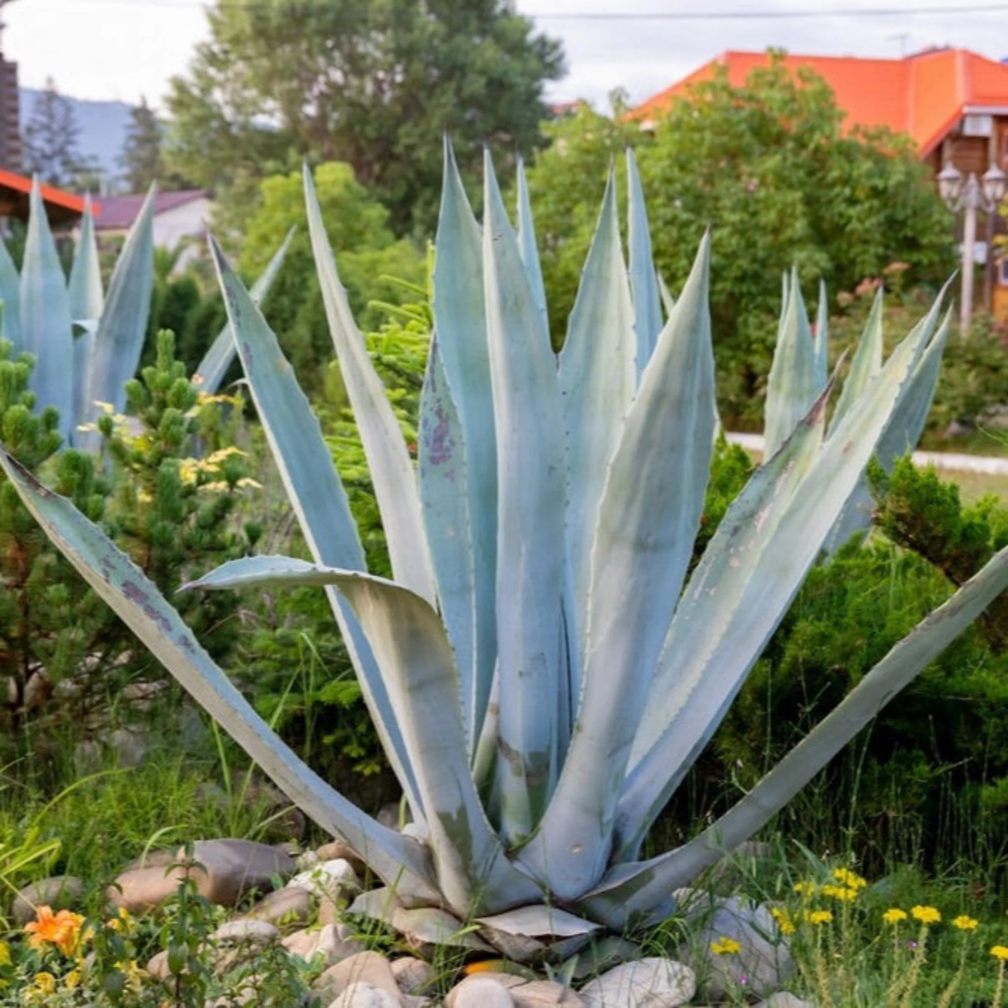 Agave Americana - Image 4