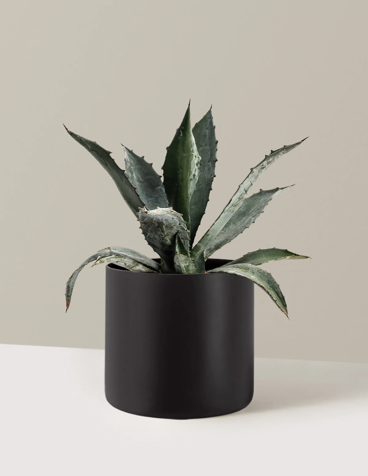 Agave Americana - Image 5