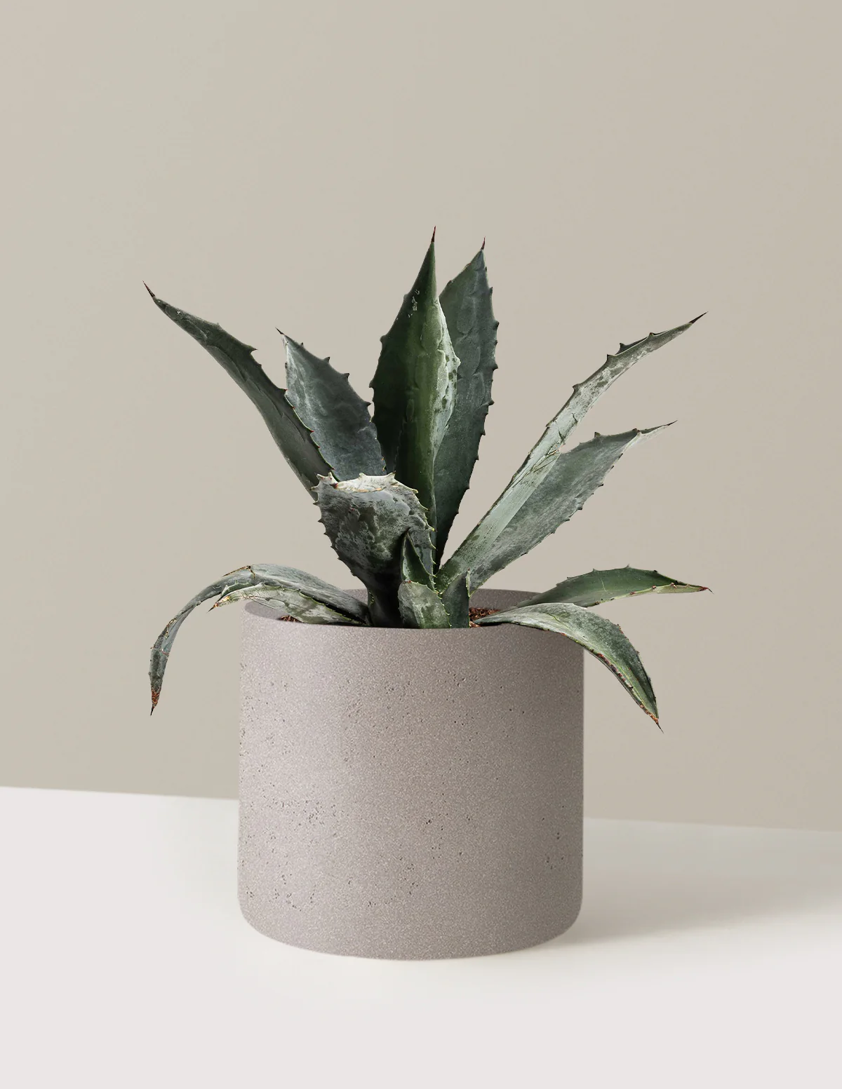 Agave Americana - Image 6