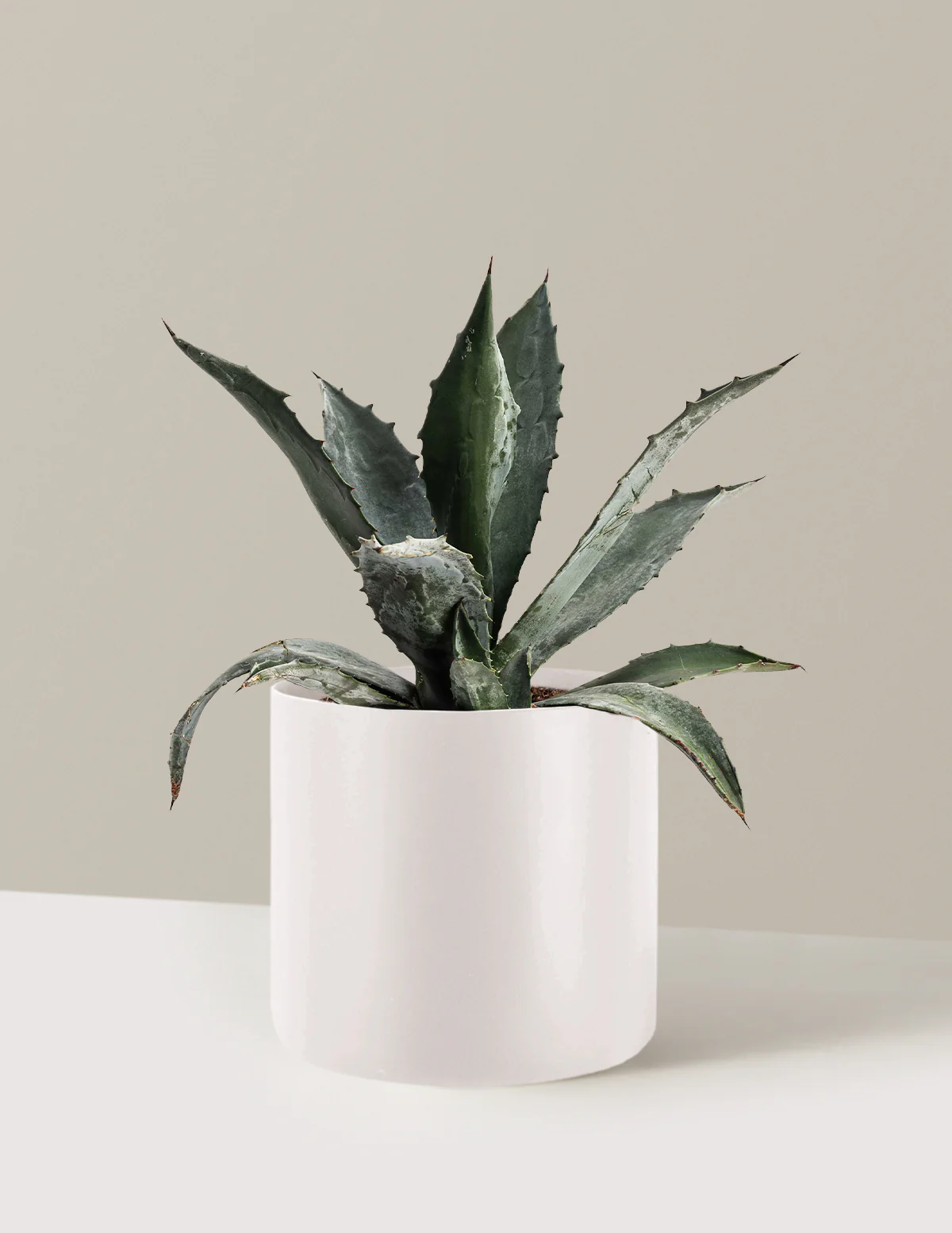 Agave Americana - Image 7
