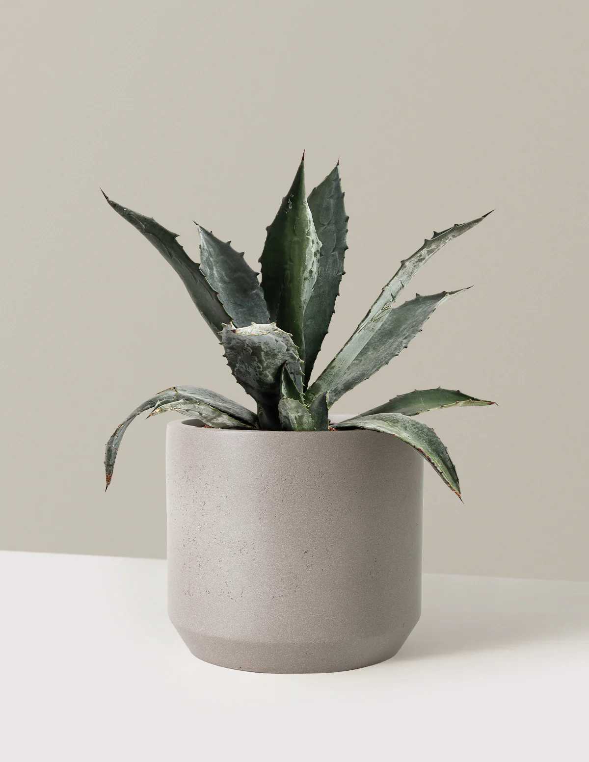 Agave Americana - Image 8