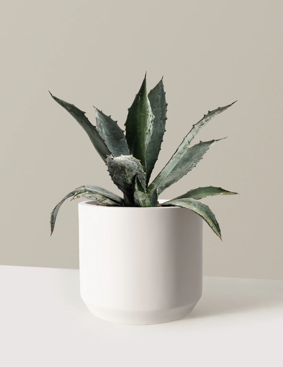 Agave Americana - Image 9