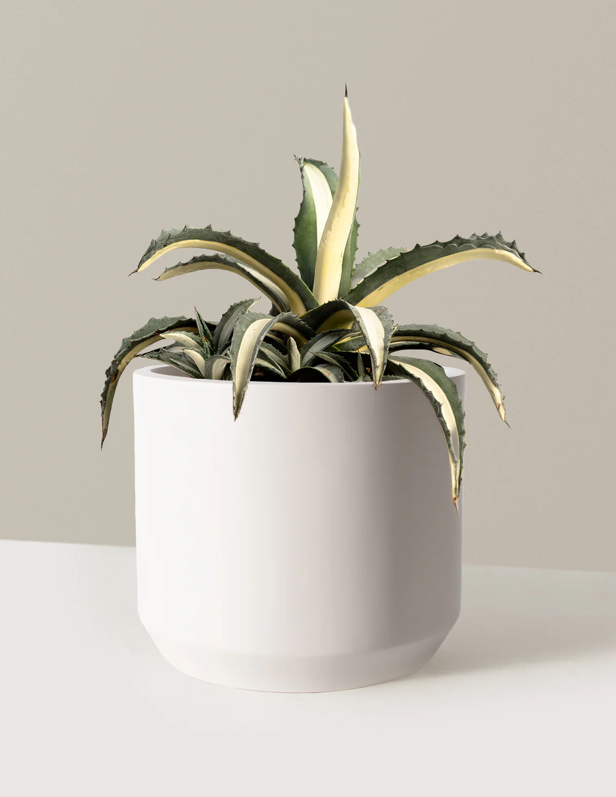 Agave Americana Mediopicta Alba - Image 10