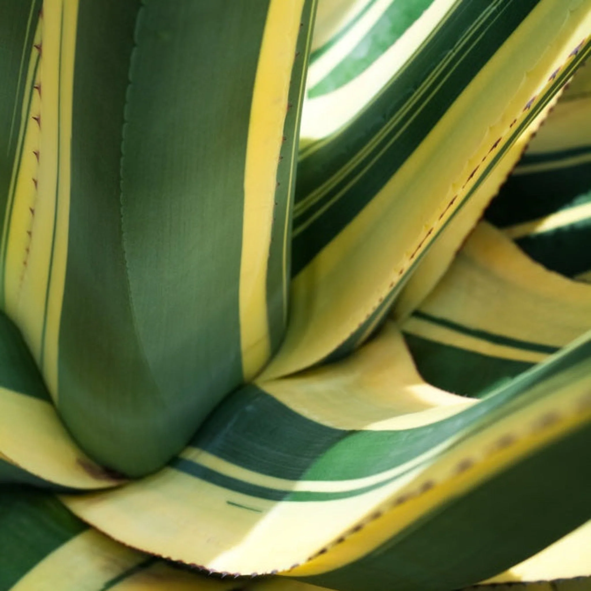 Agave Americana Mediopicta Alba - Image 3