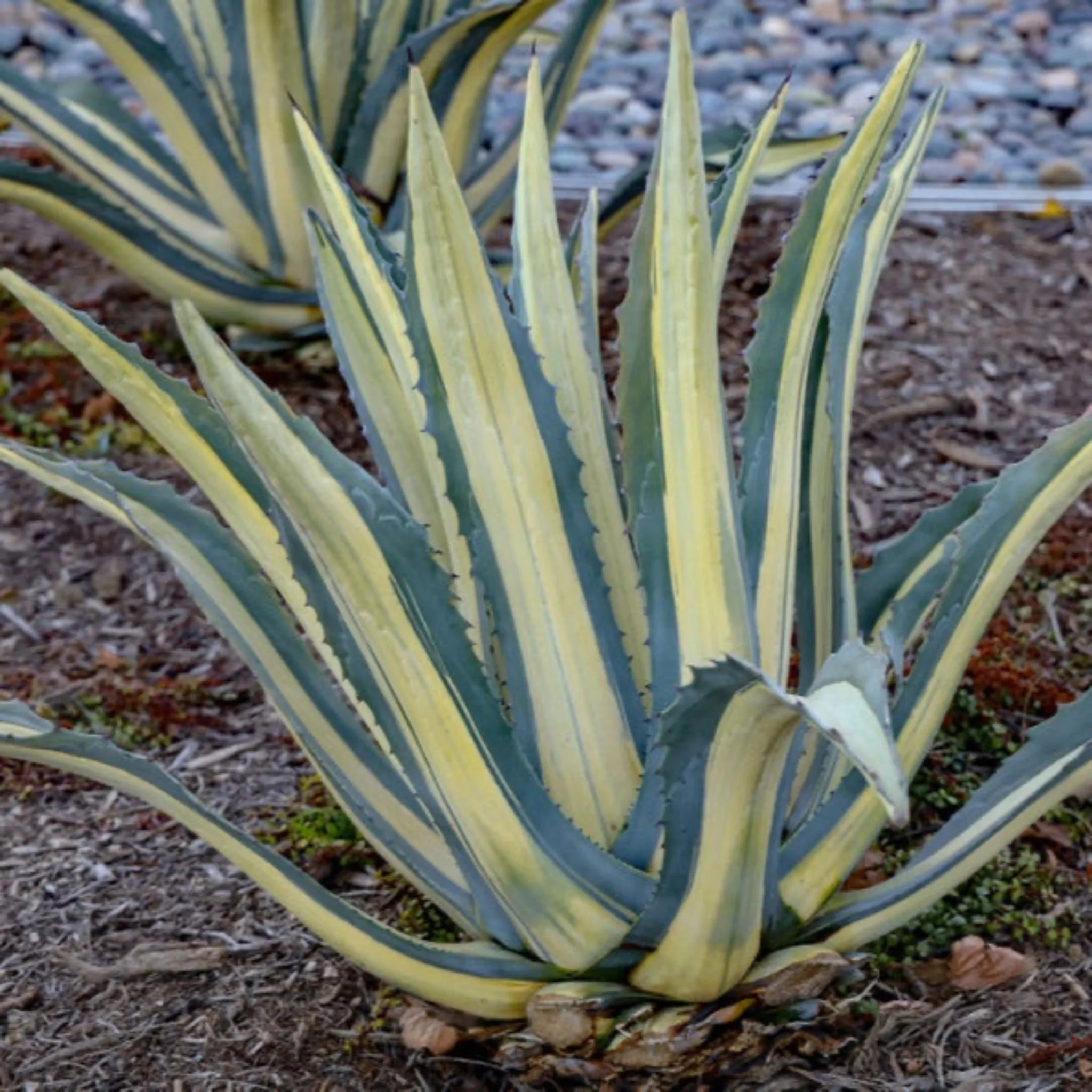 Agave Americana Mediopicta Alba - Image 4