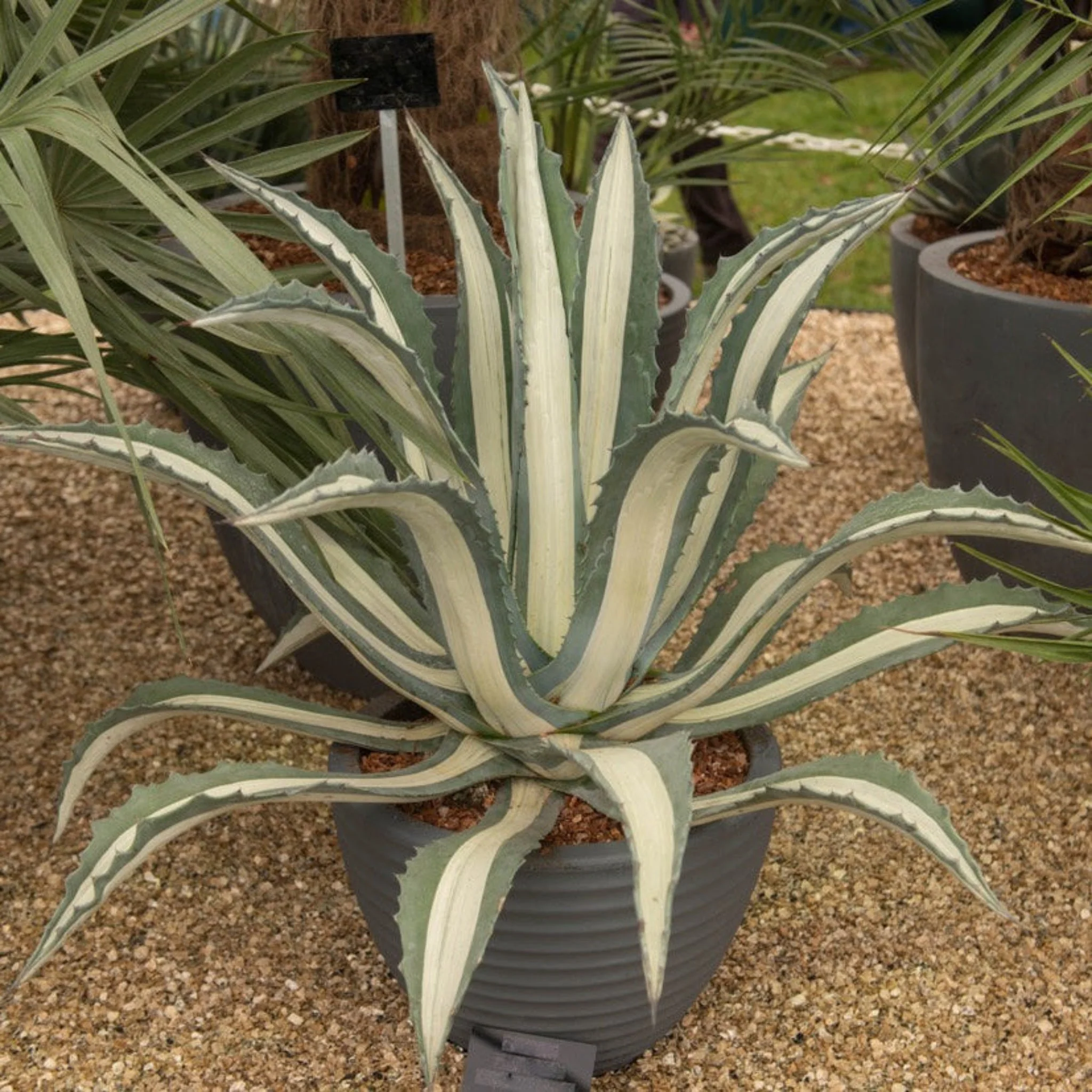 Agave Americana Mediopicta Alba - Image 5