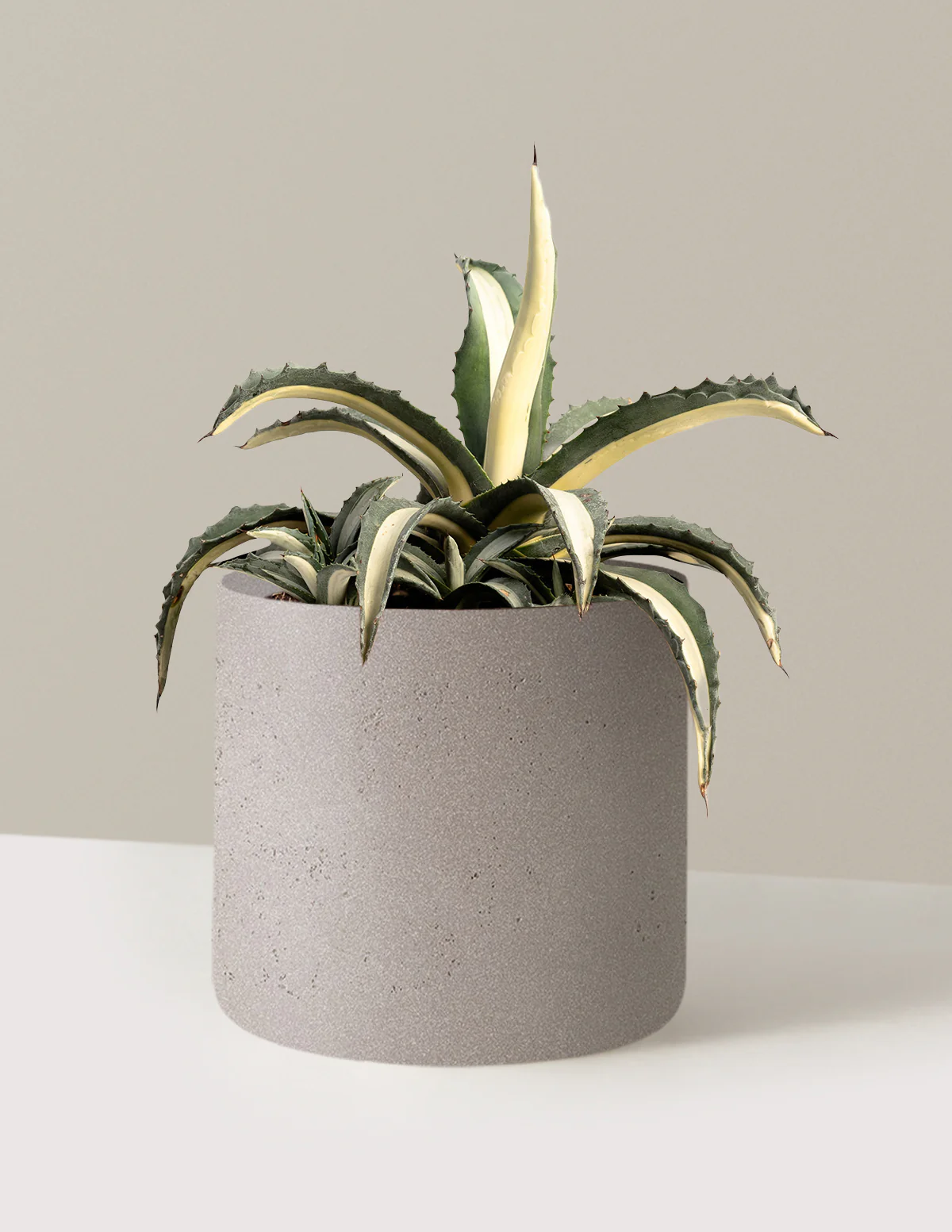 Agave Americana Mediopicta Alba - Image 6