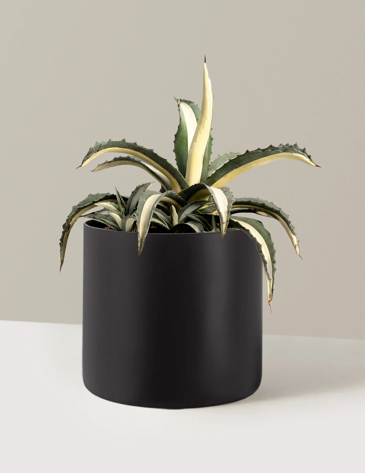 Agave Americana Mediopicta Alba - Image 7