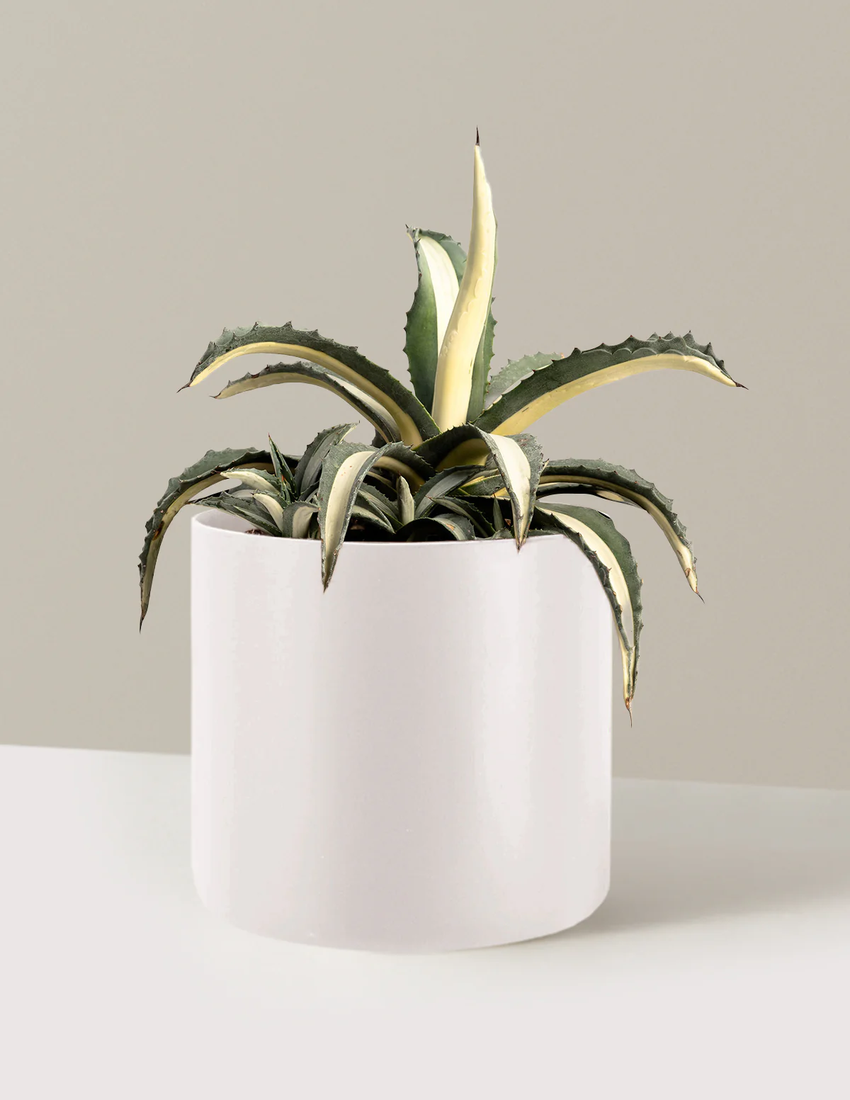 Agave Americana Mediopicta Alba - Image 8