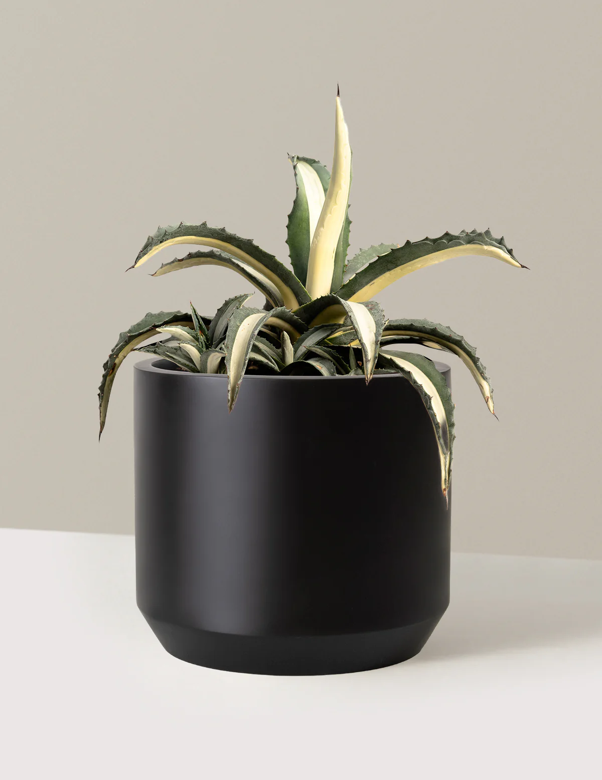 Agave Americana Mediopicta Alba - Image 9