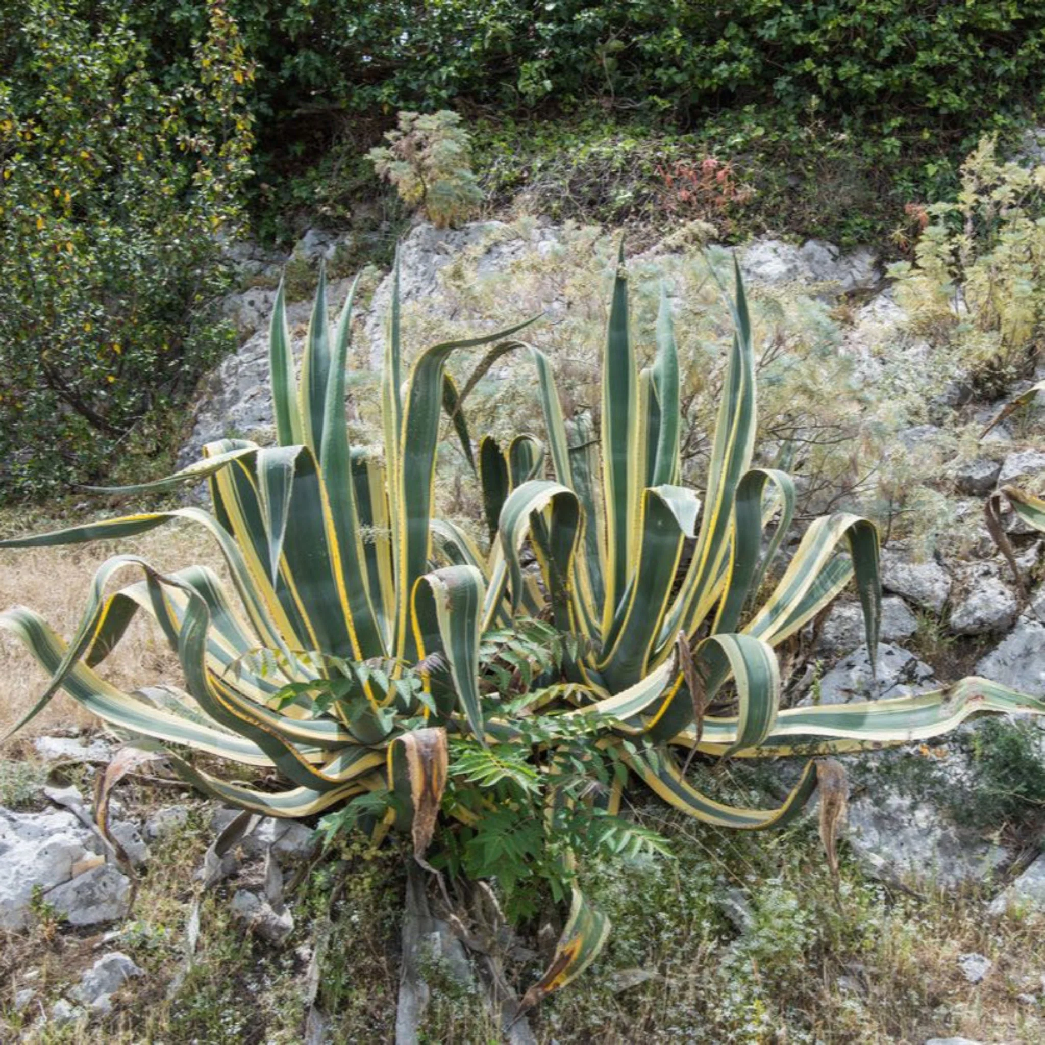 Agave Americana Variegata - Image 3