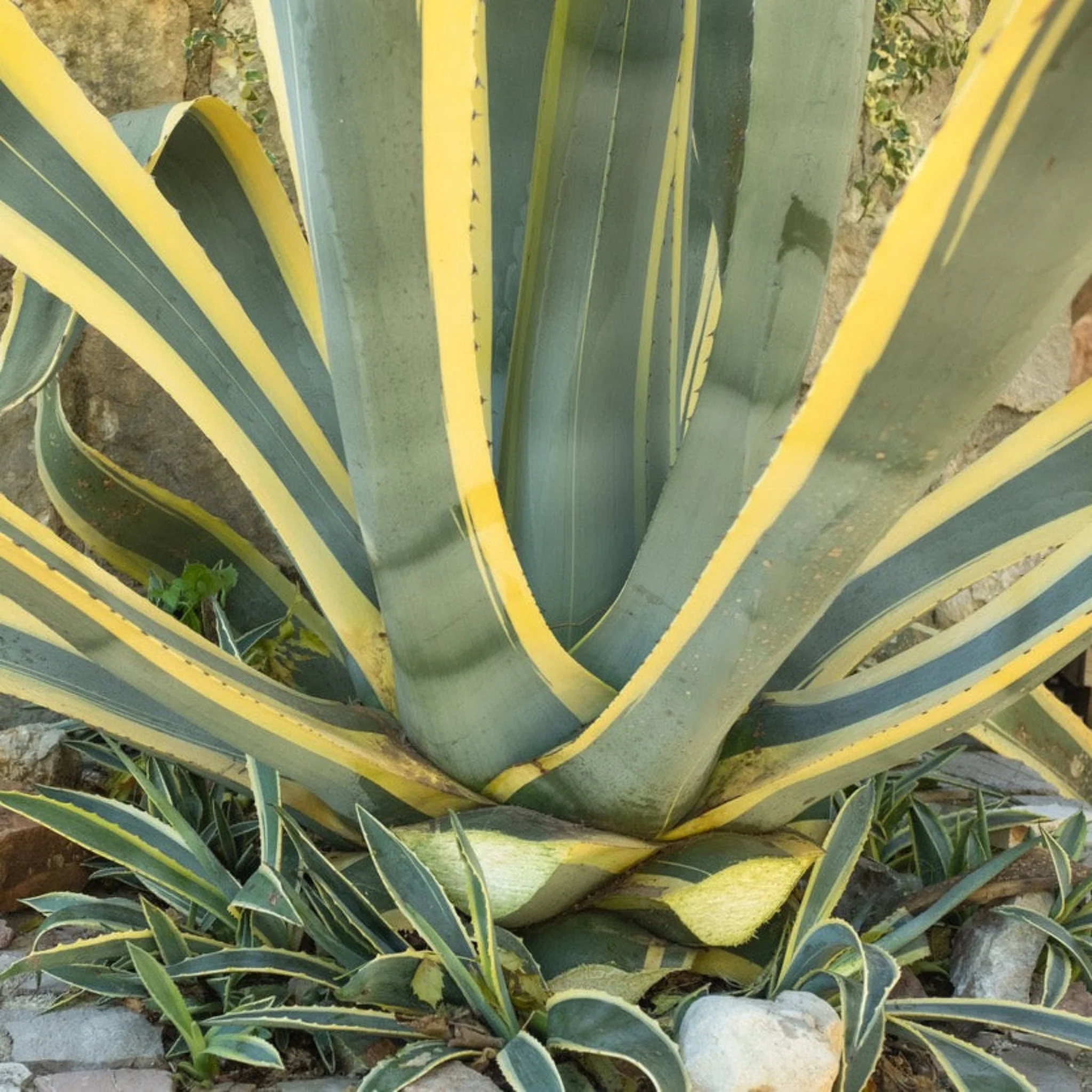 Agave Americana Variegata - Image 4