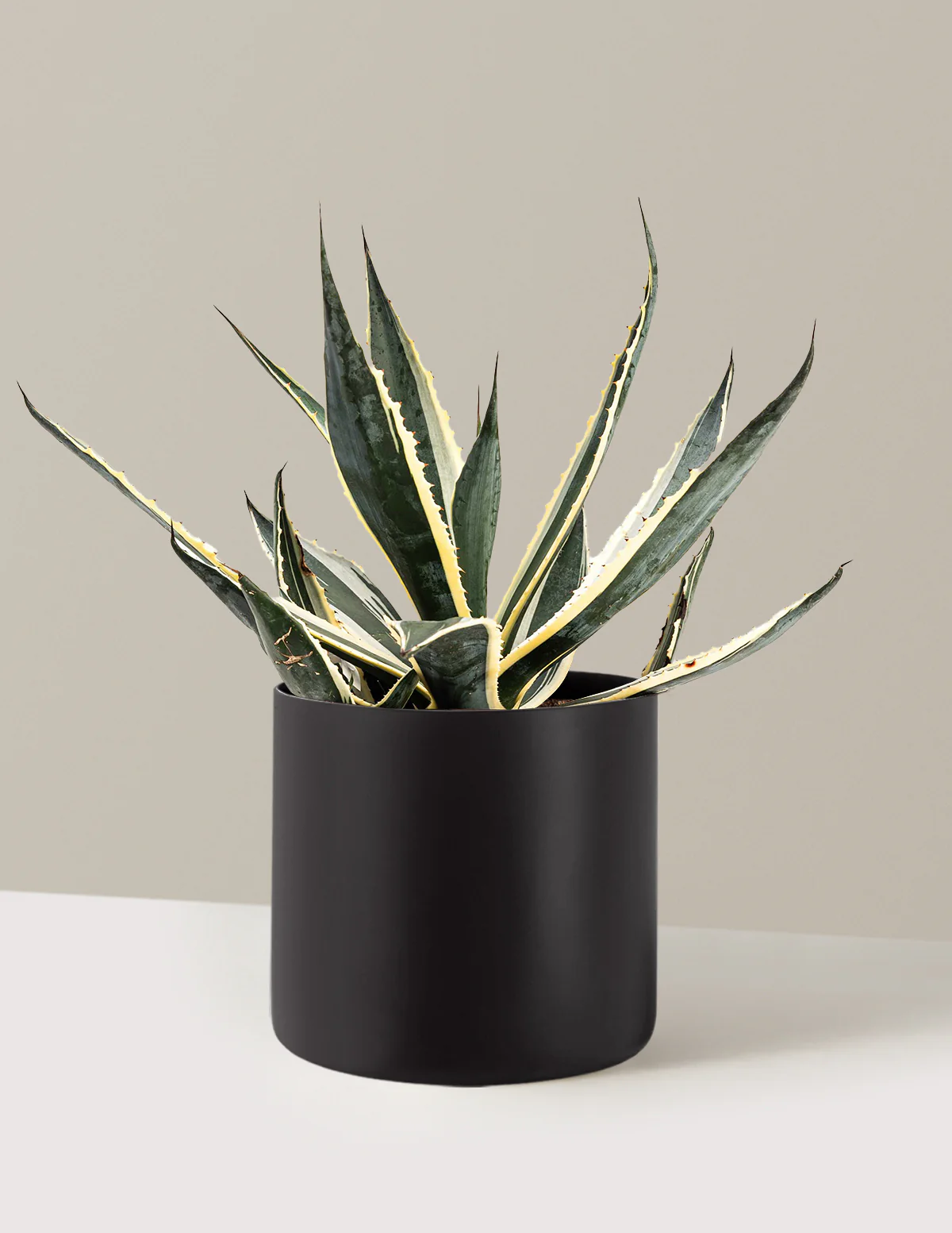 Agave Americana Variegata - Image 5