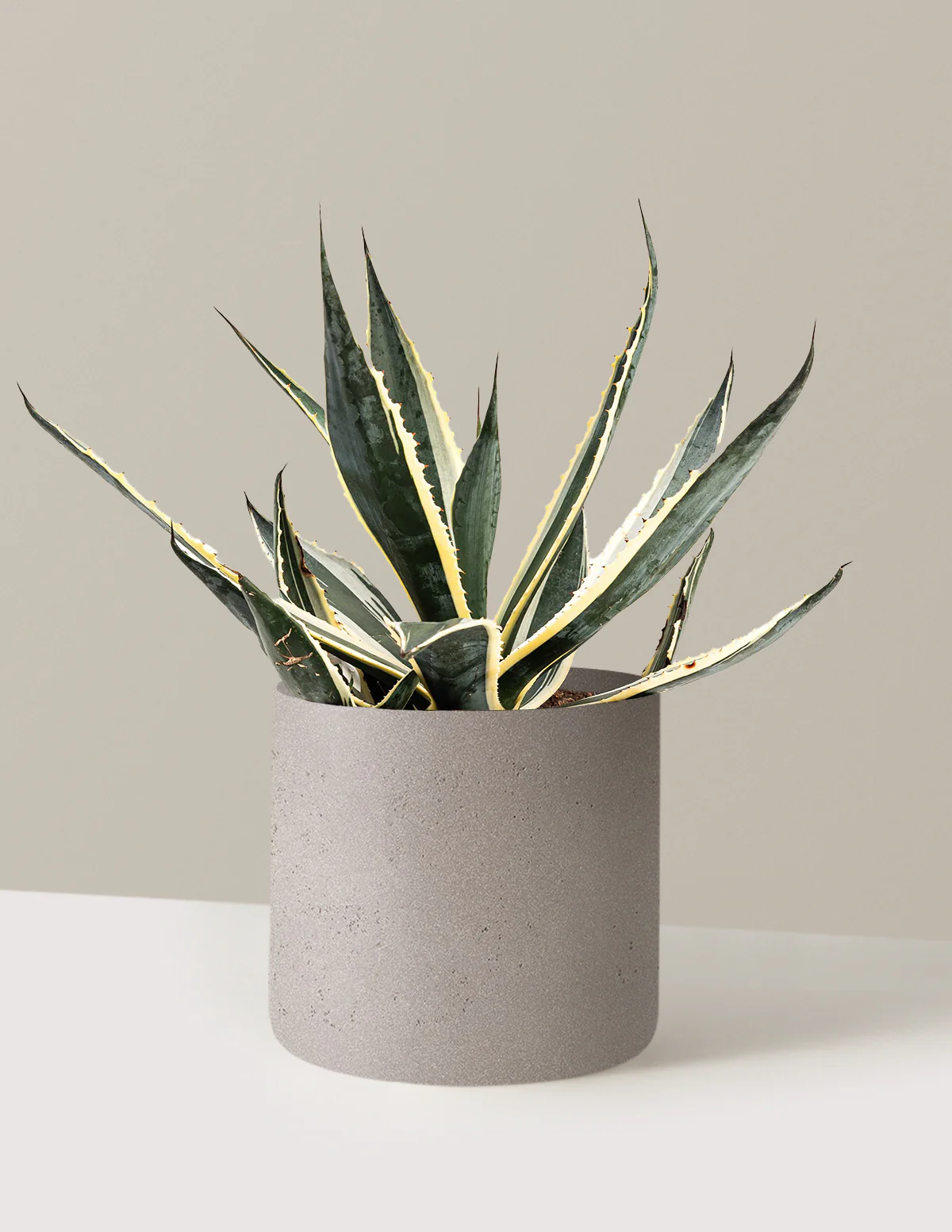 Agave Americana Variegata - Image 6