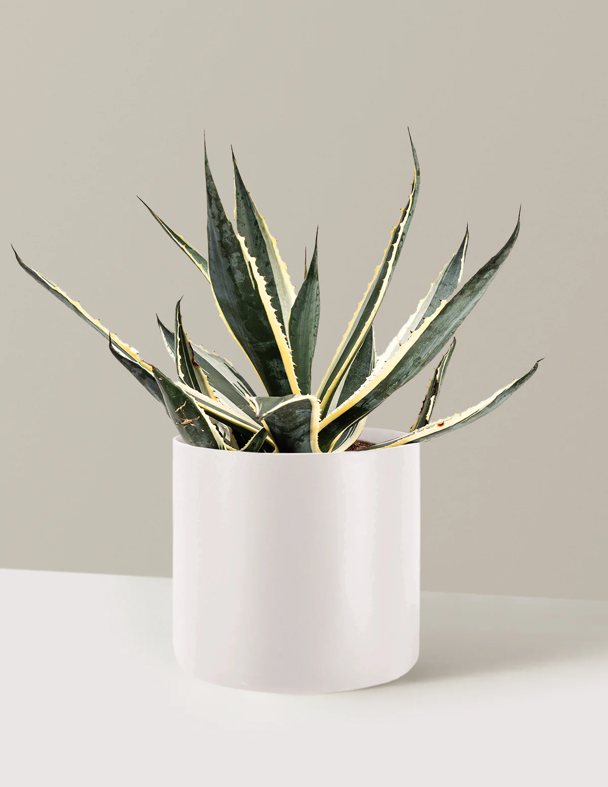 Agave Americana Variegata - Image 7