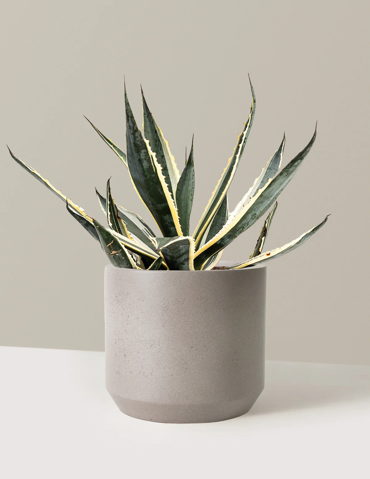 Agave Americana Variegata - Image 8