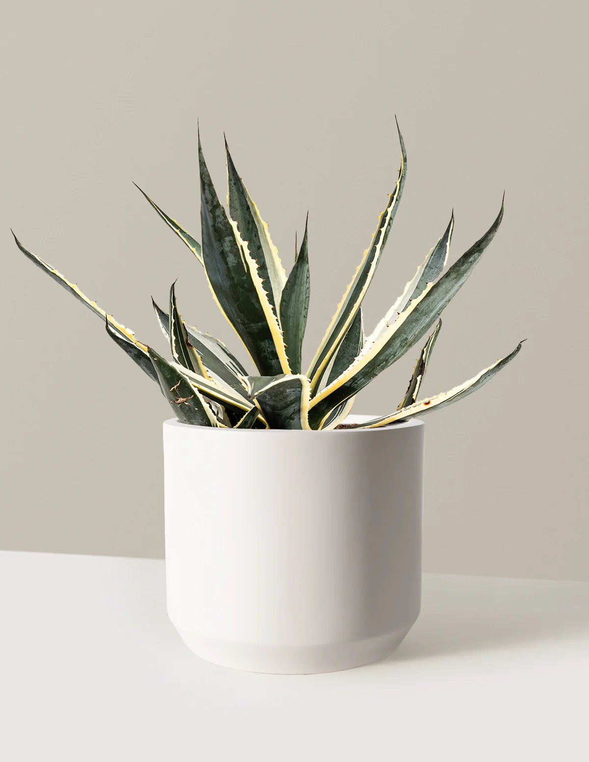 Agave Americana Variegata - Image 9