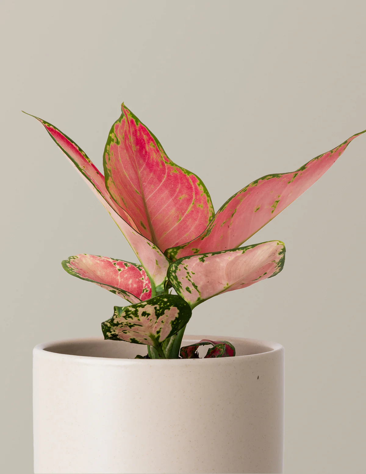 Aglaonema Beauty - Image 10