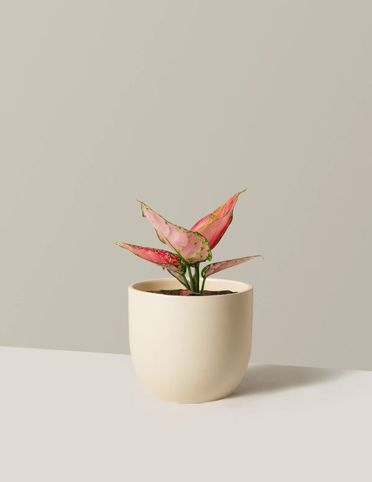 Aglaonema Beauty - Image 2