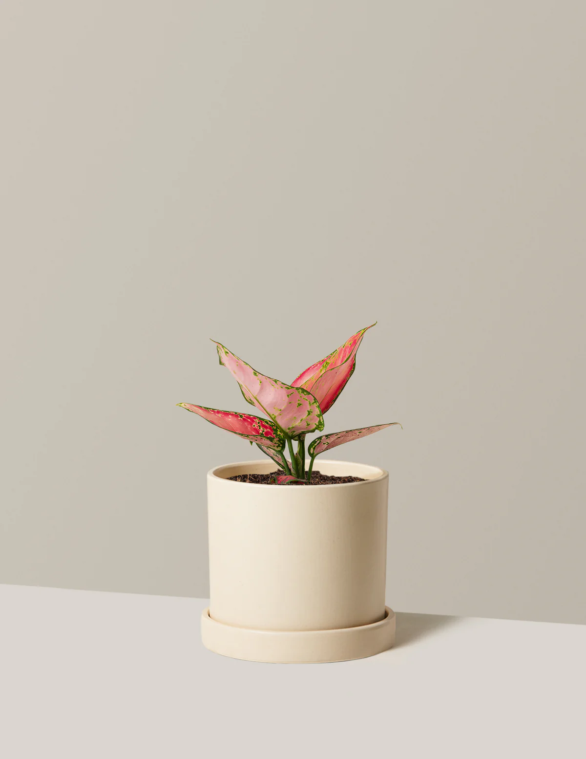 Aglaonema Beauty - Image 3