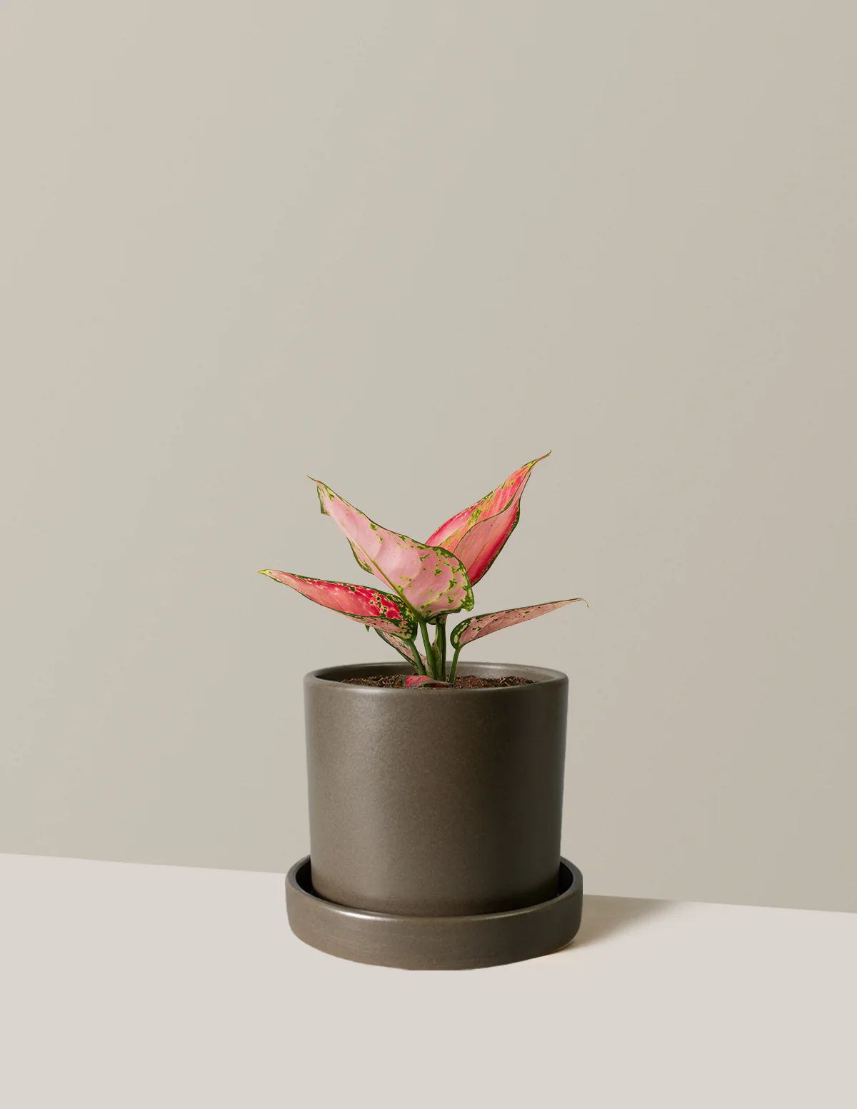 Aglaonema Beauty - Image 4