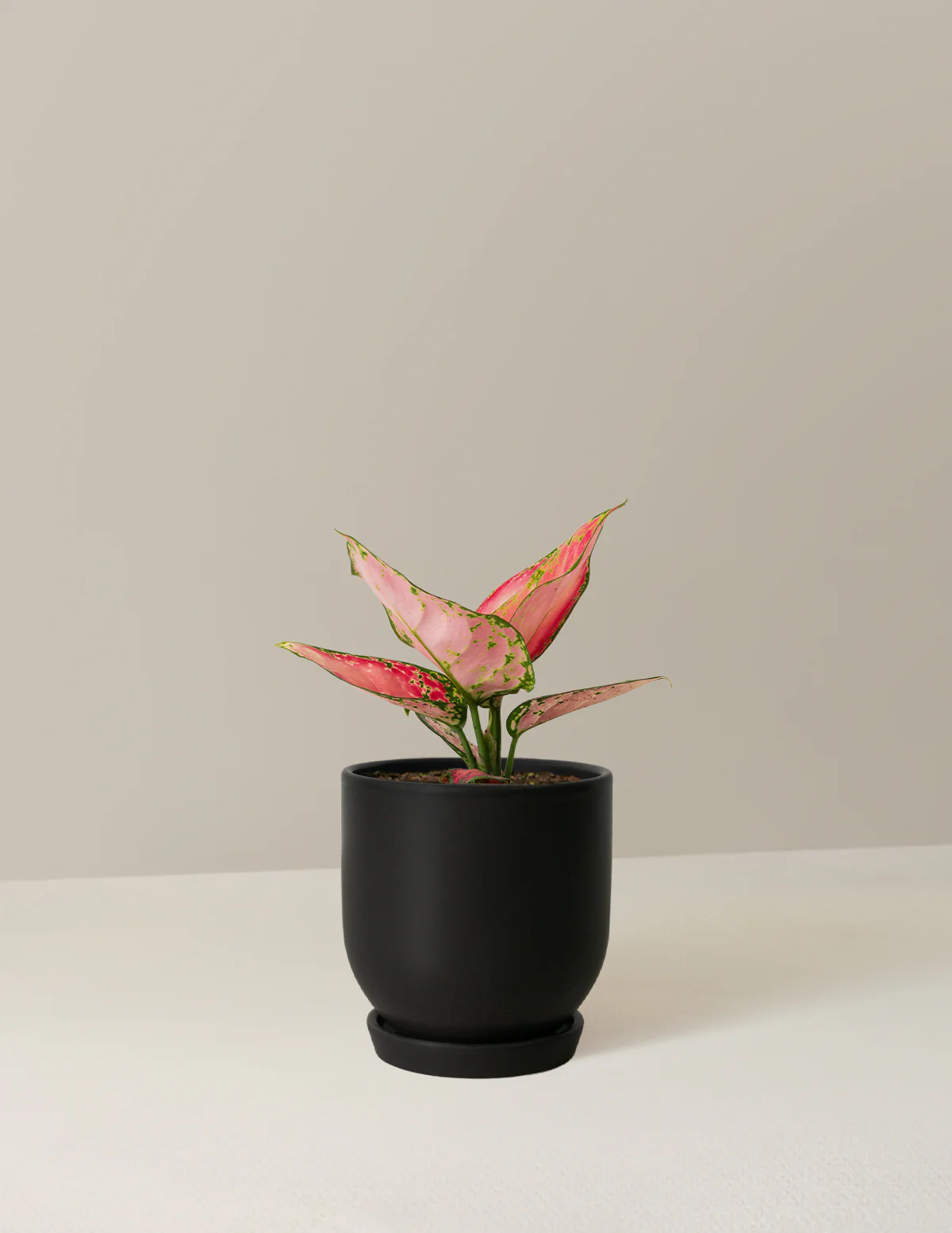 Aglaonema Beauty - Image 5