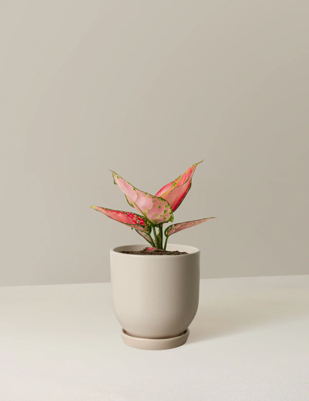 Aglaonema Beauty - Image 6