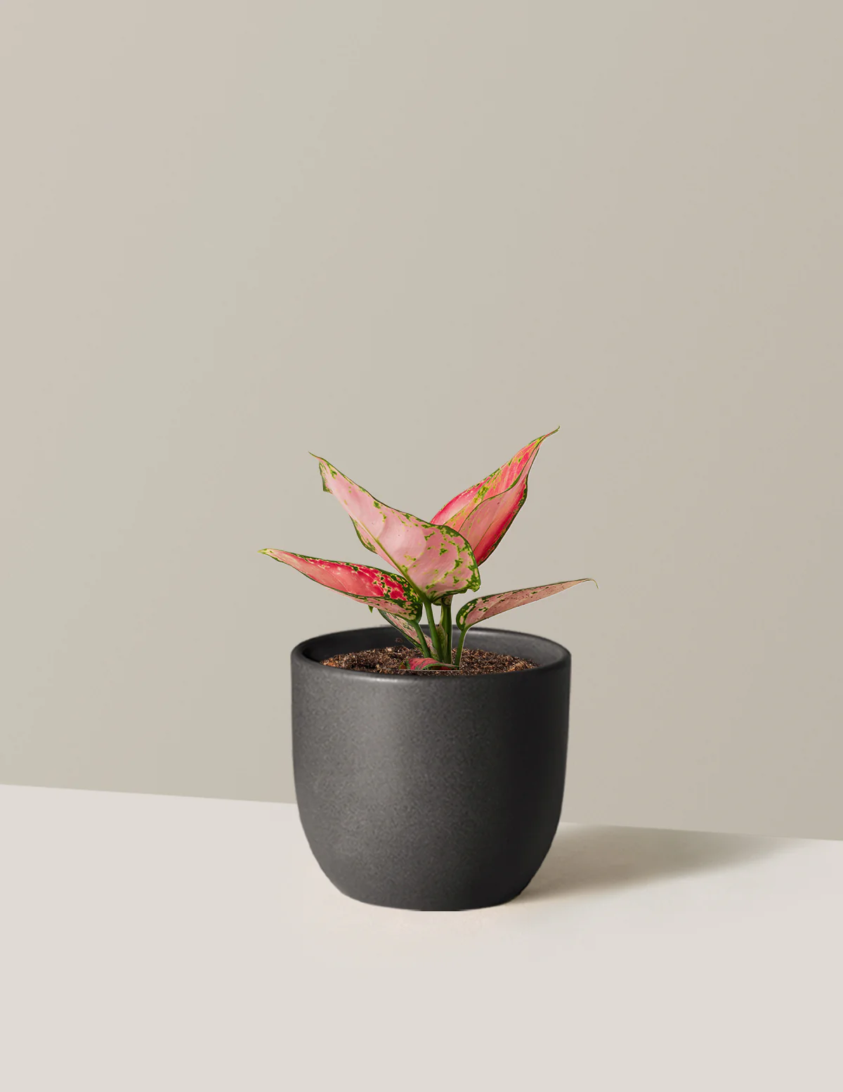 Aglaonema Beauty - Image 7