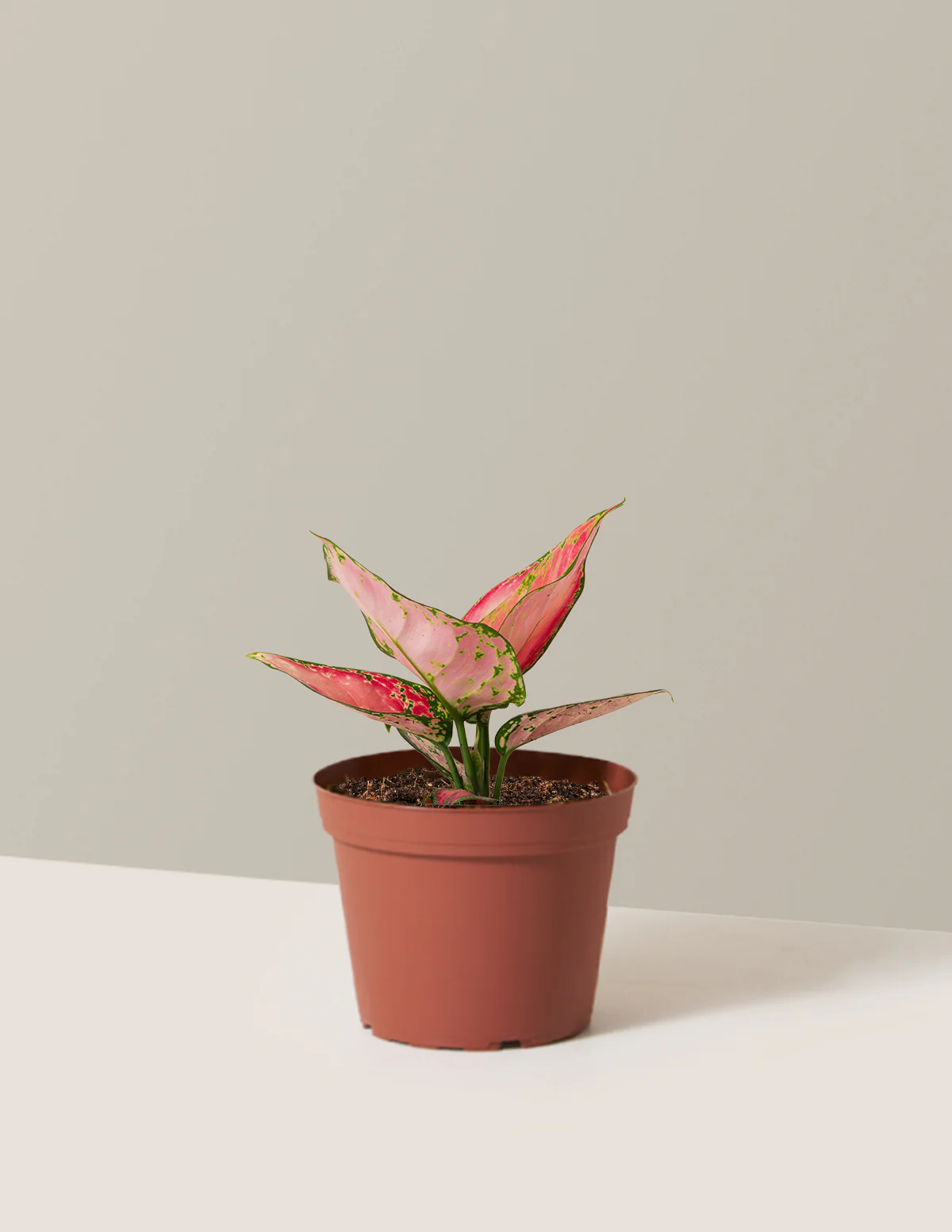 Aglaonema Beauty - Image 8