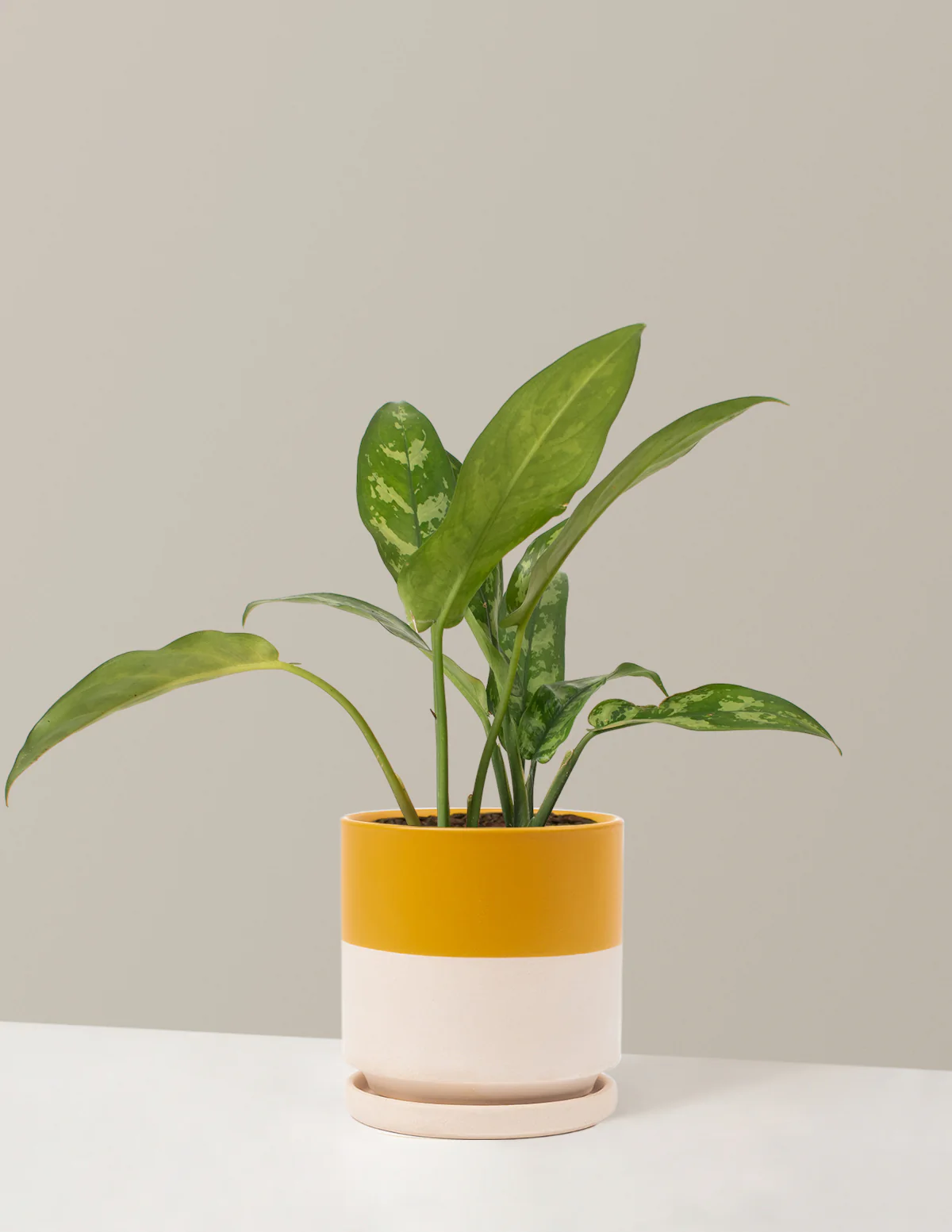 Aglaonema Maria - Image 10