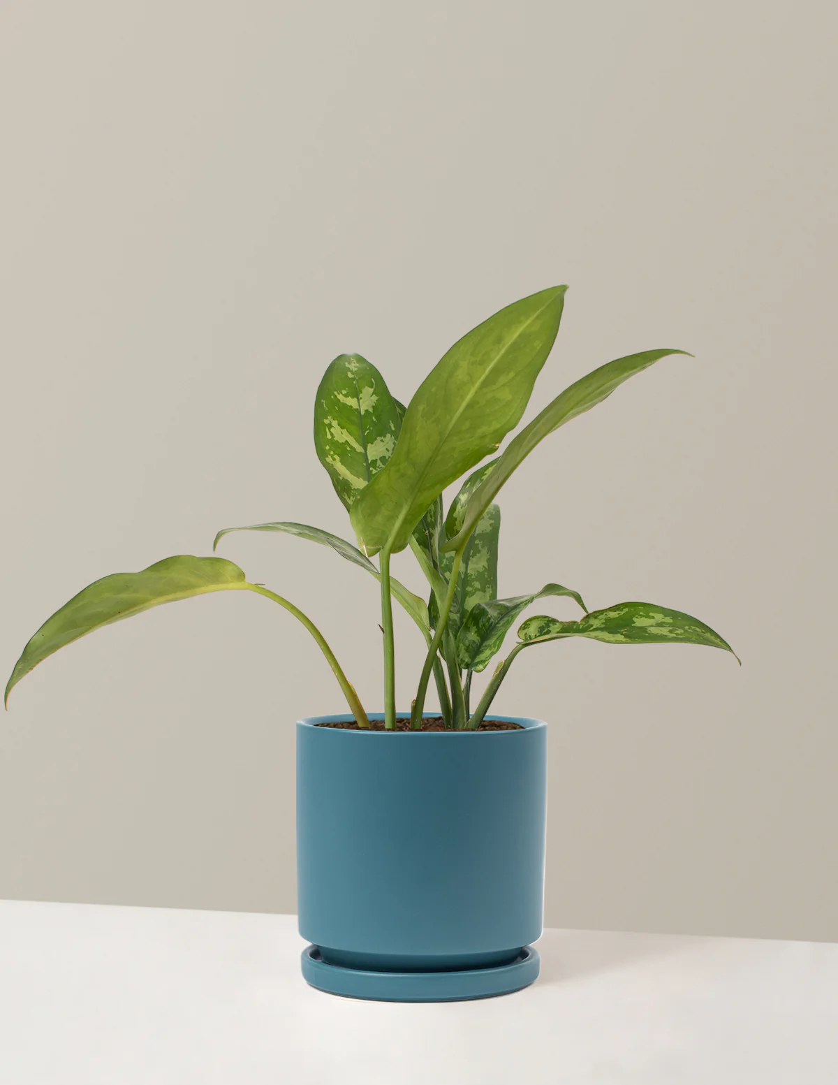 Aglaonema Maria - Image 11