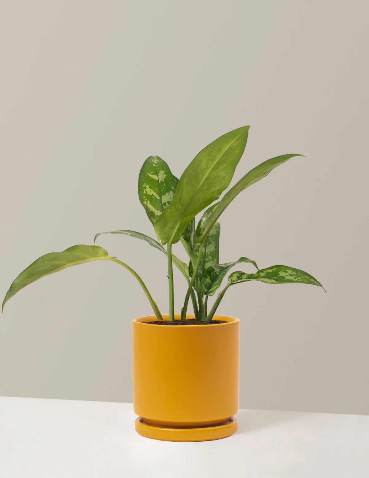 Aglaonema Maria - Image 12